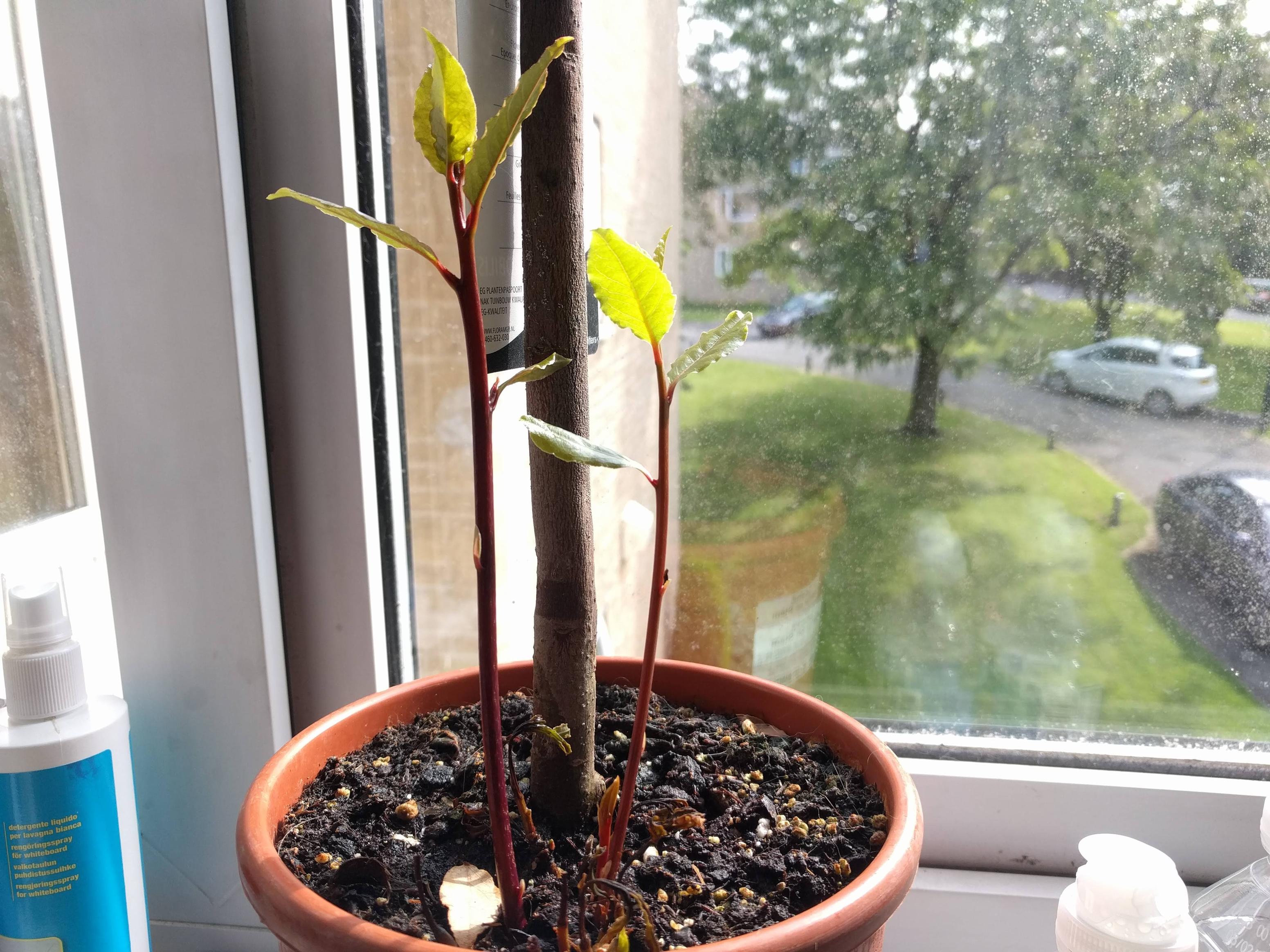 What do I do with Bay Tree saplings to grow a new tree? Gardening