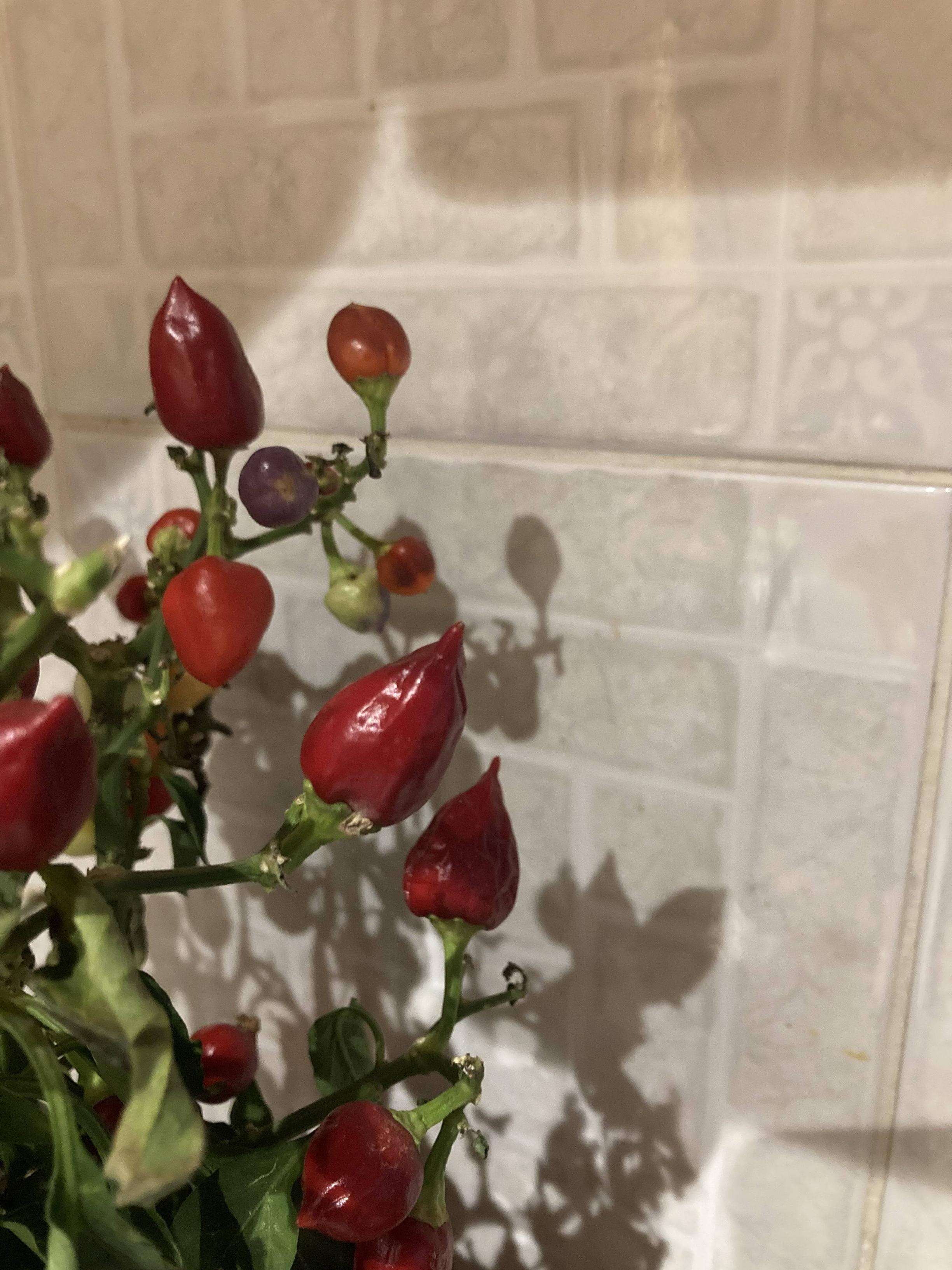 houseplants New chilli plant is wilting and shriveling Gardening