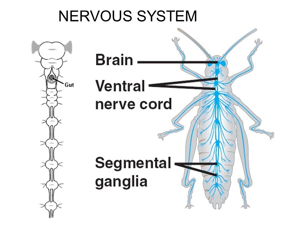 science based Uplifted animals have parts of their "brain" in various