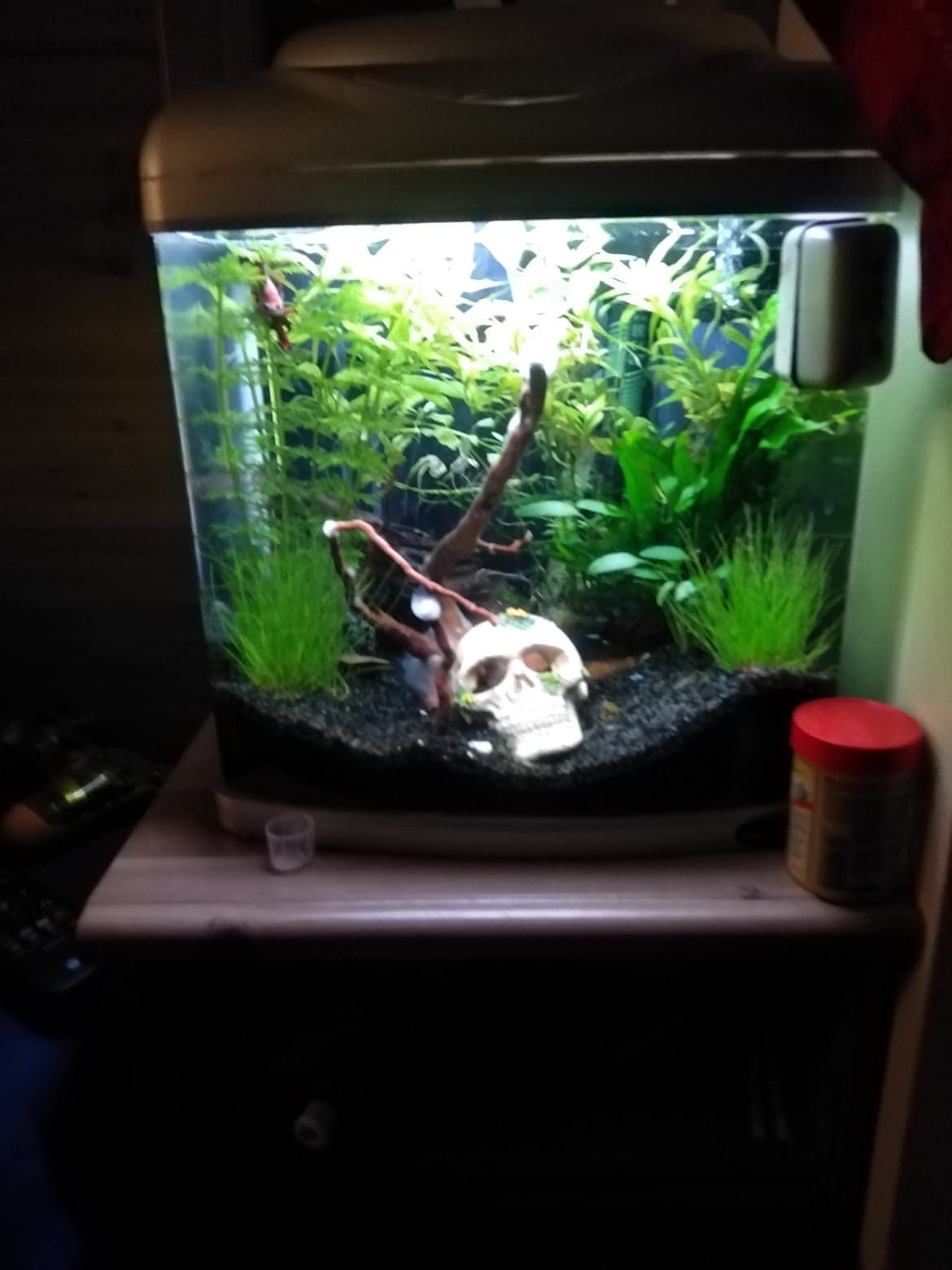 aquarium Why do my Betta fish keep dying? Pets Stack Exchange