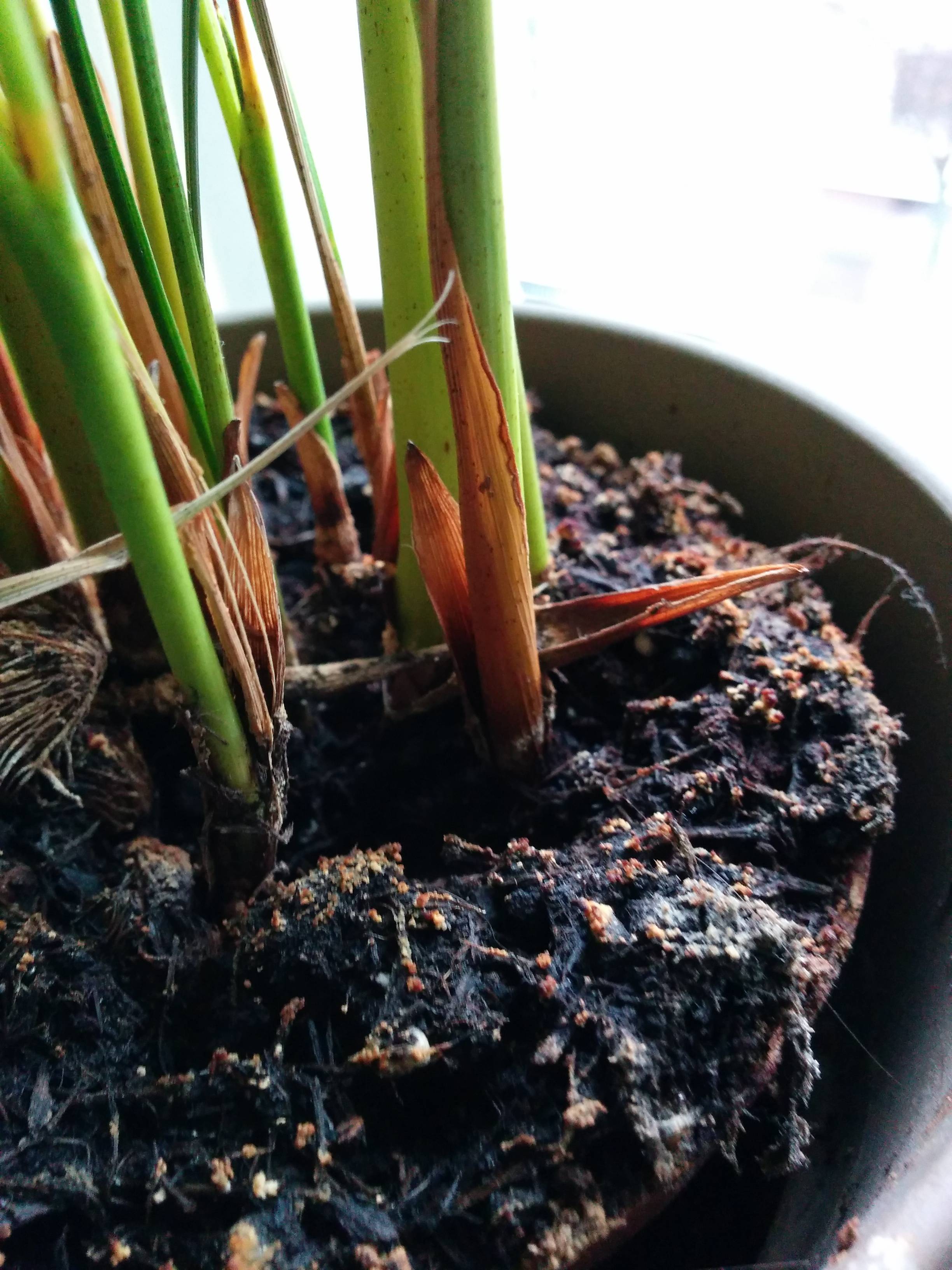 Is this mold? Should i move those plants out of my bedroom? Gardening Is this mold? Should i move those plants out of my bedroom? Gardening