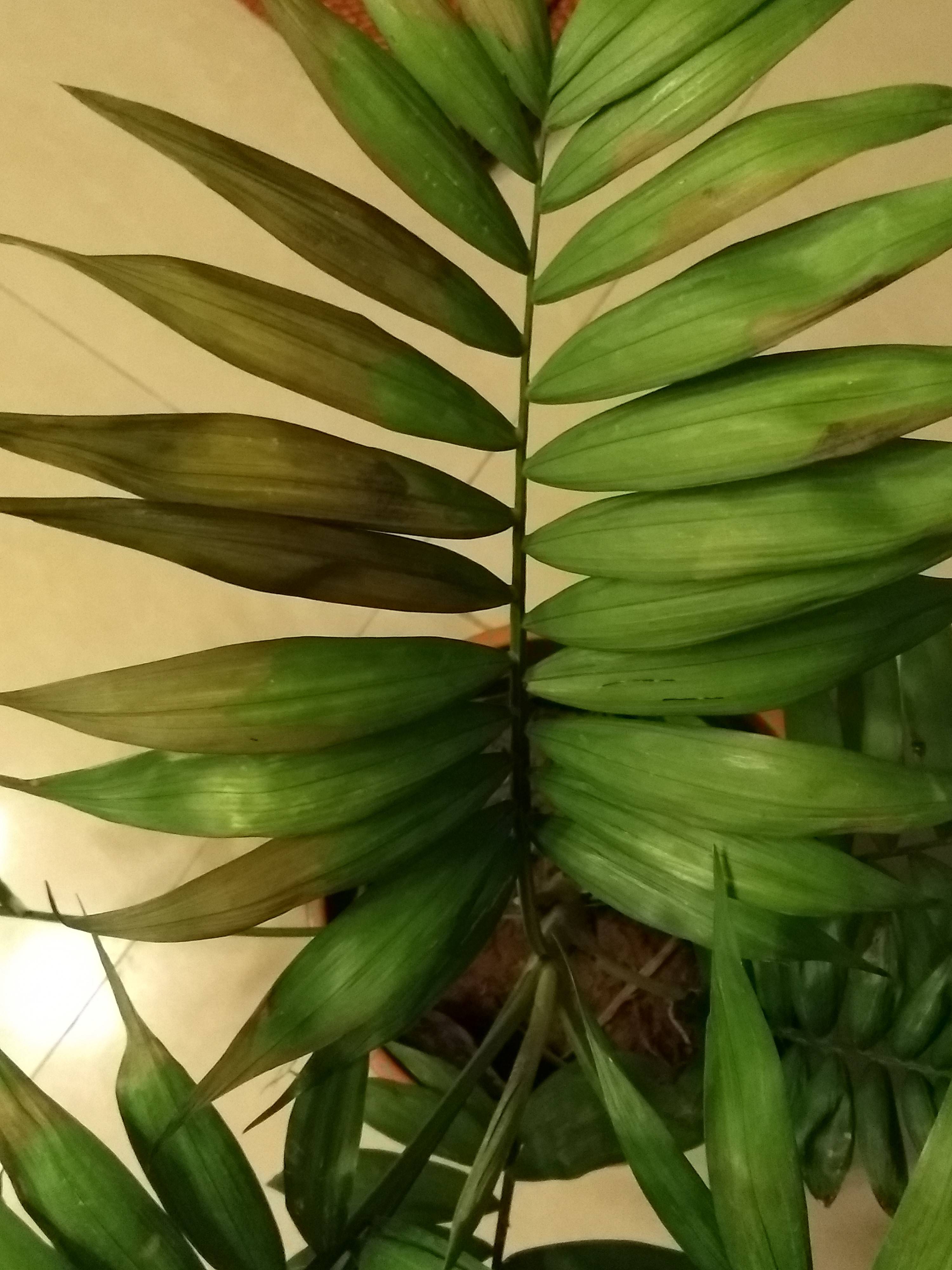 diagnosis Parlor palm leaves turning brown Gardening & Landscaping