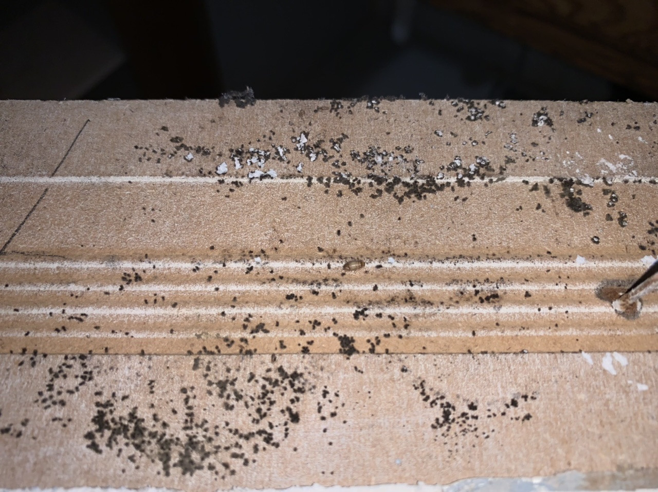 baseboard Black mold or termites? Home Improvement Stack Exchange