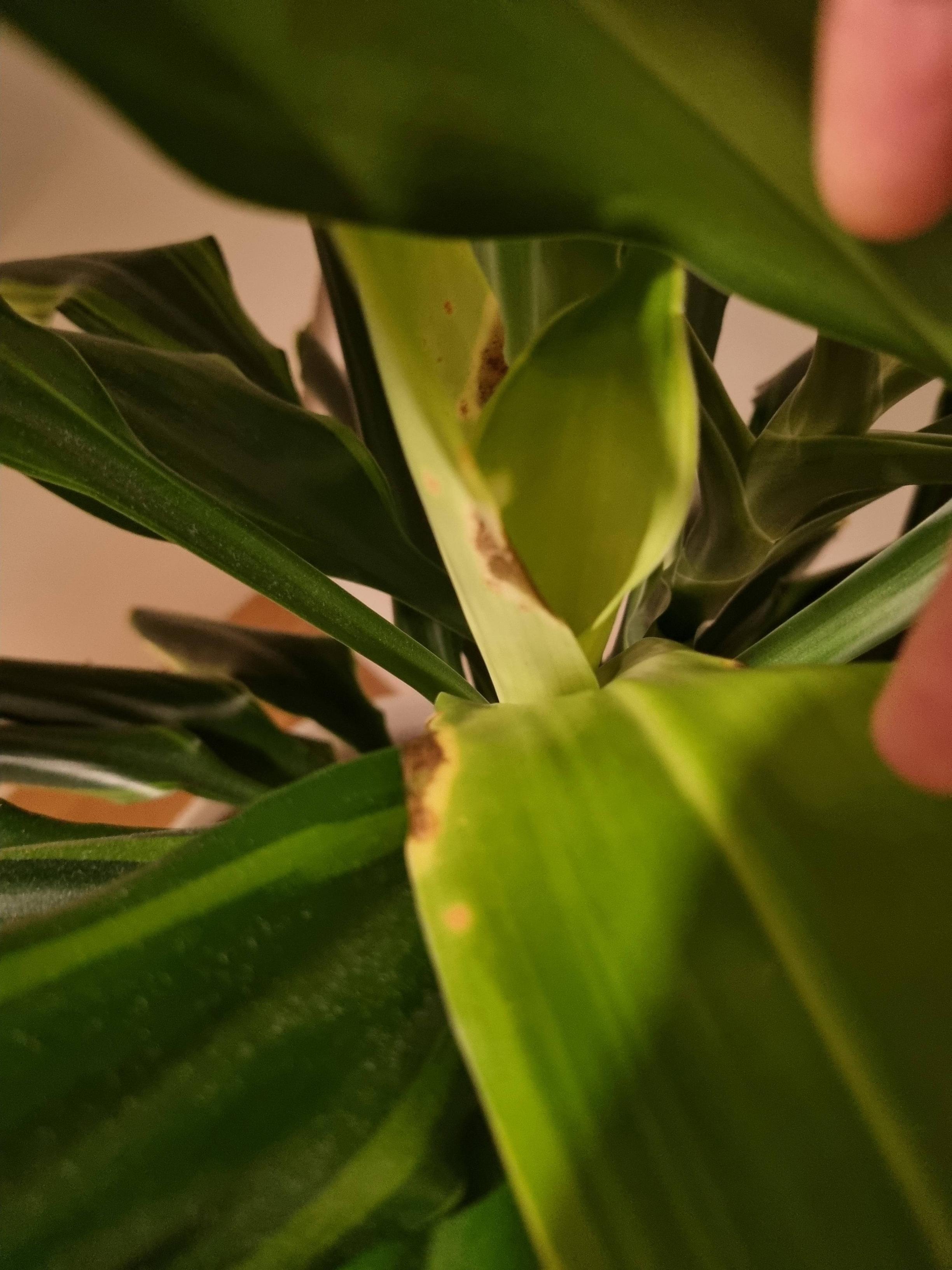 identification Dragon tree disease need help identifying