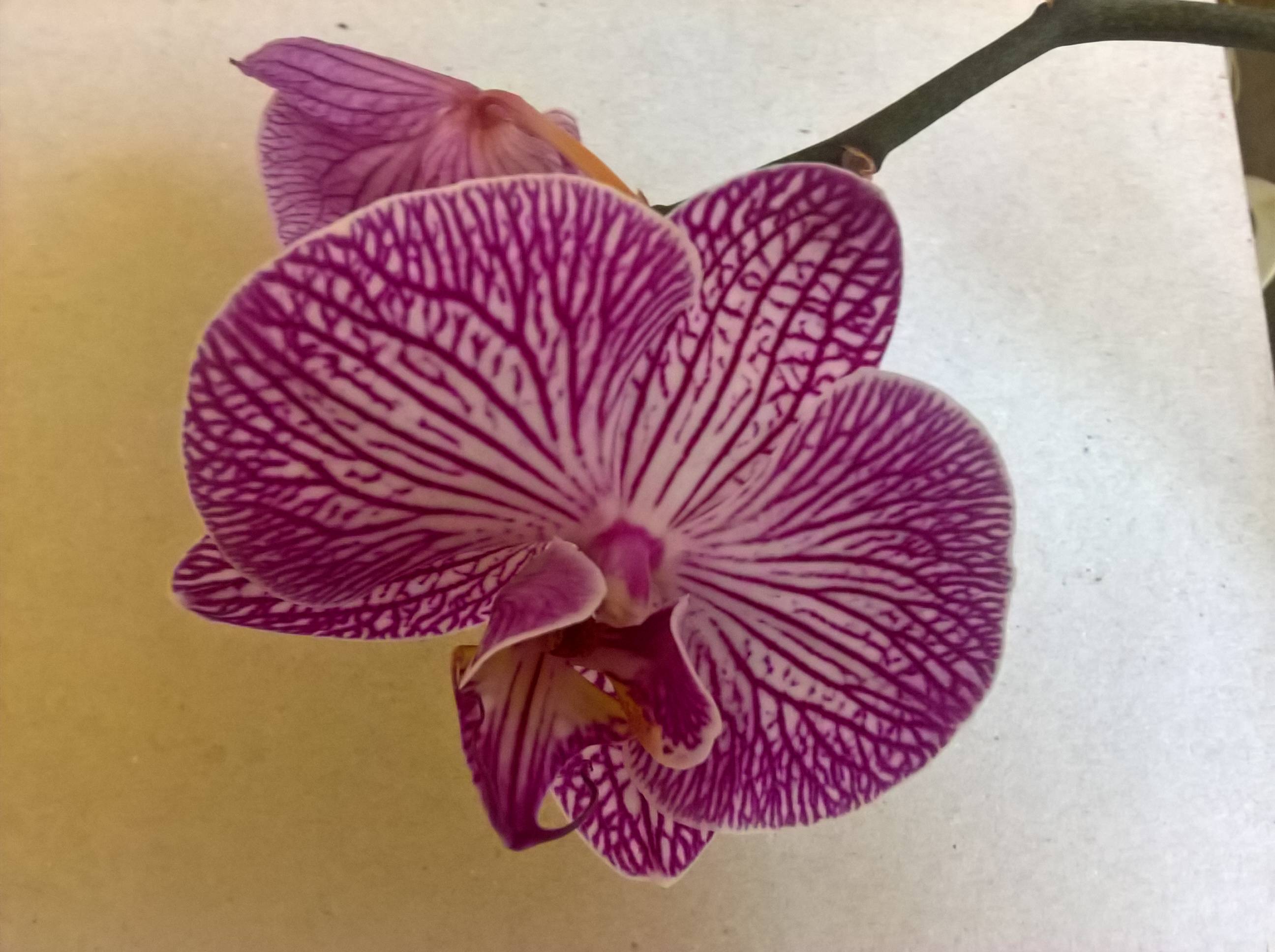 Phalaenopsis Orchid Near Me
