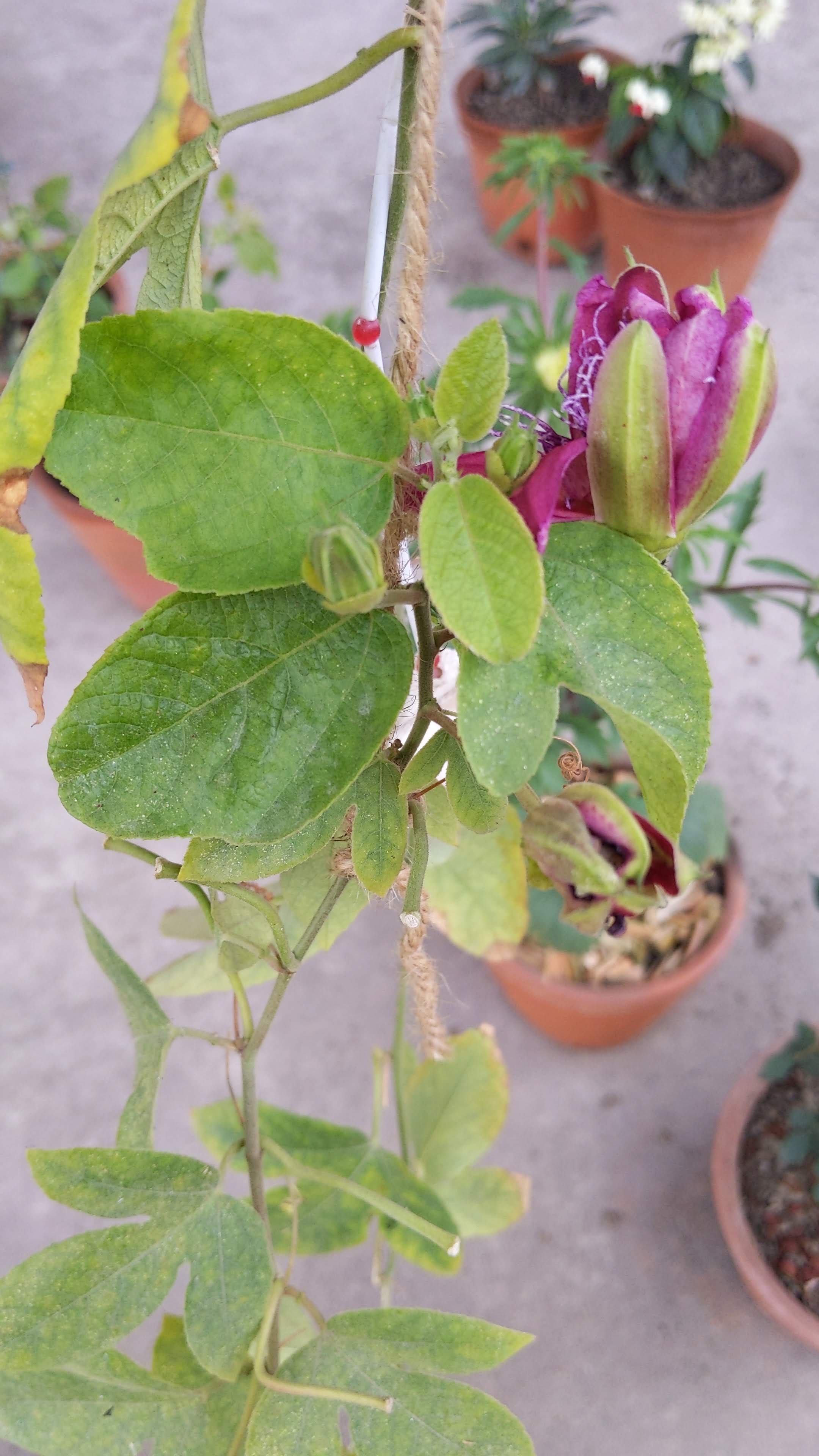 Passion flower leaves are turning yellow Gardening & Landscaping Stack Exchange