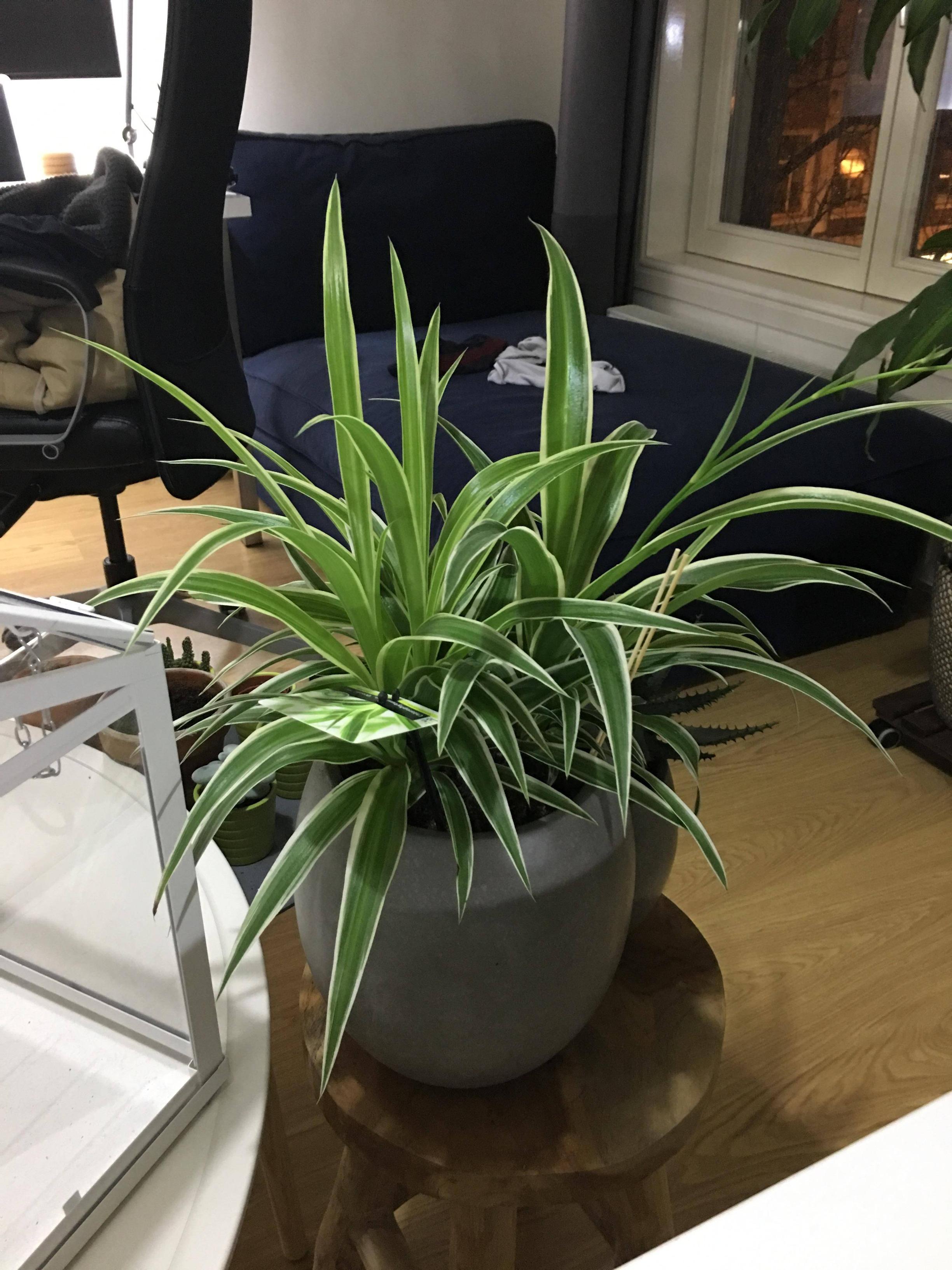 watering Spider plant leaves discolored, thin and droopy