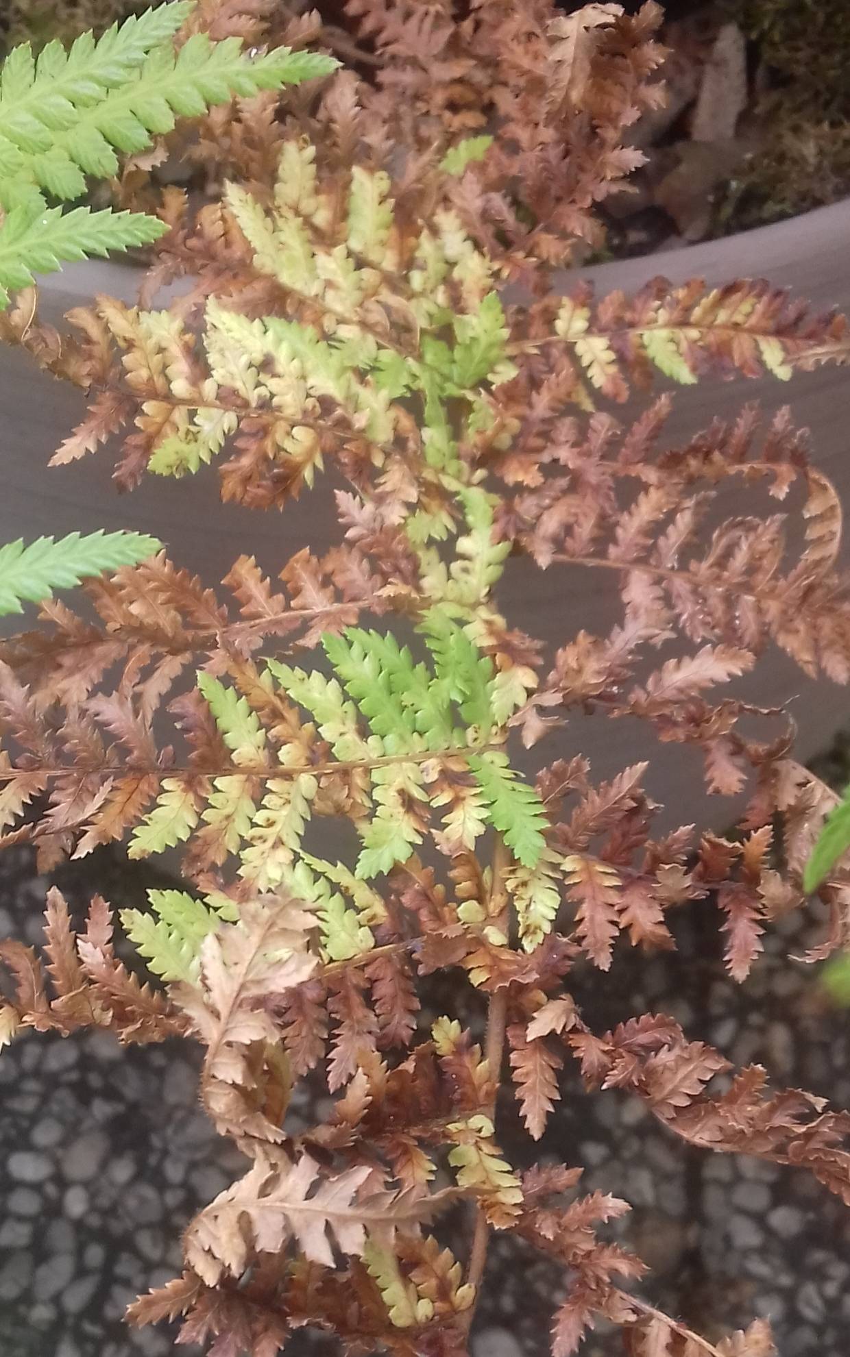 diagnosis Tree fern burned fronds, browning leaves? (Pictures
