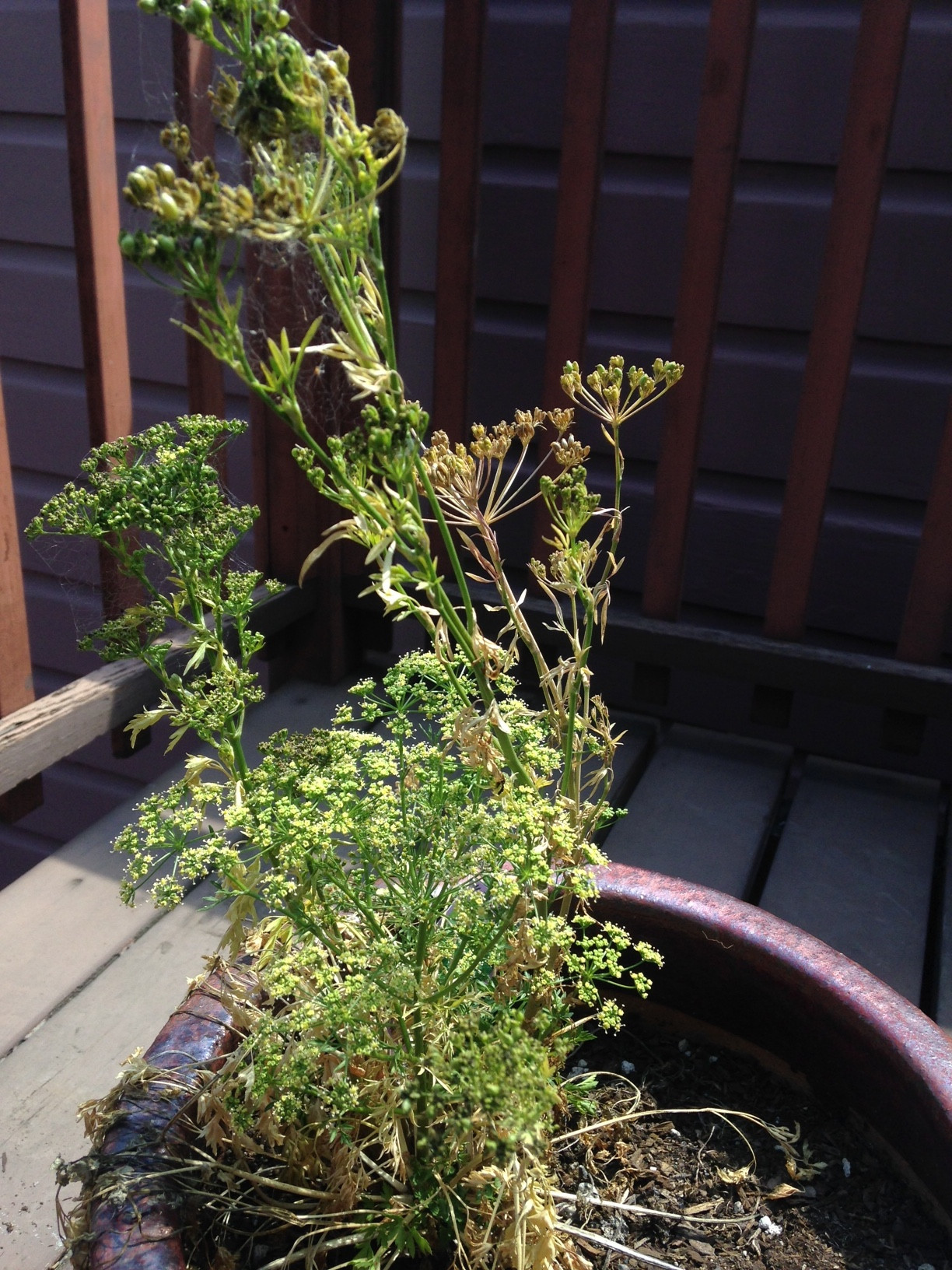 identification Is this coriander or bolted parsley? Gardening