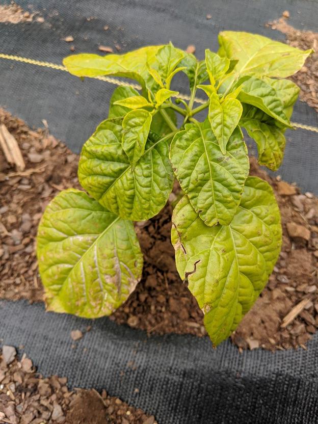 diseases Carolina Reaper and Scorpion pepper leaves yellow and spotty