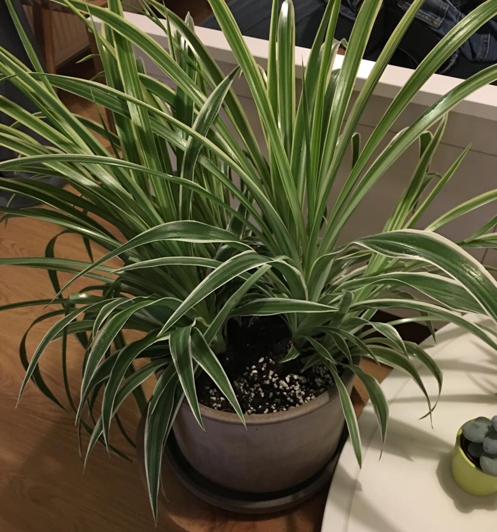 houseplants How do I straighten a tilting Spider Plant