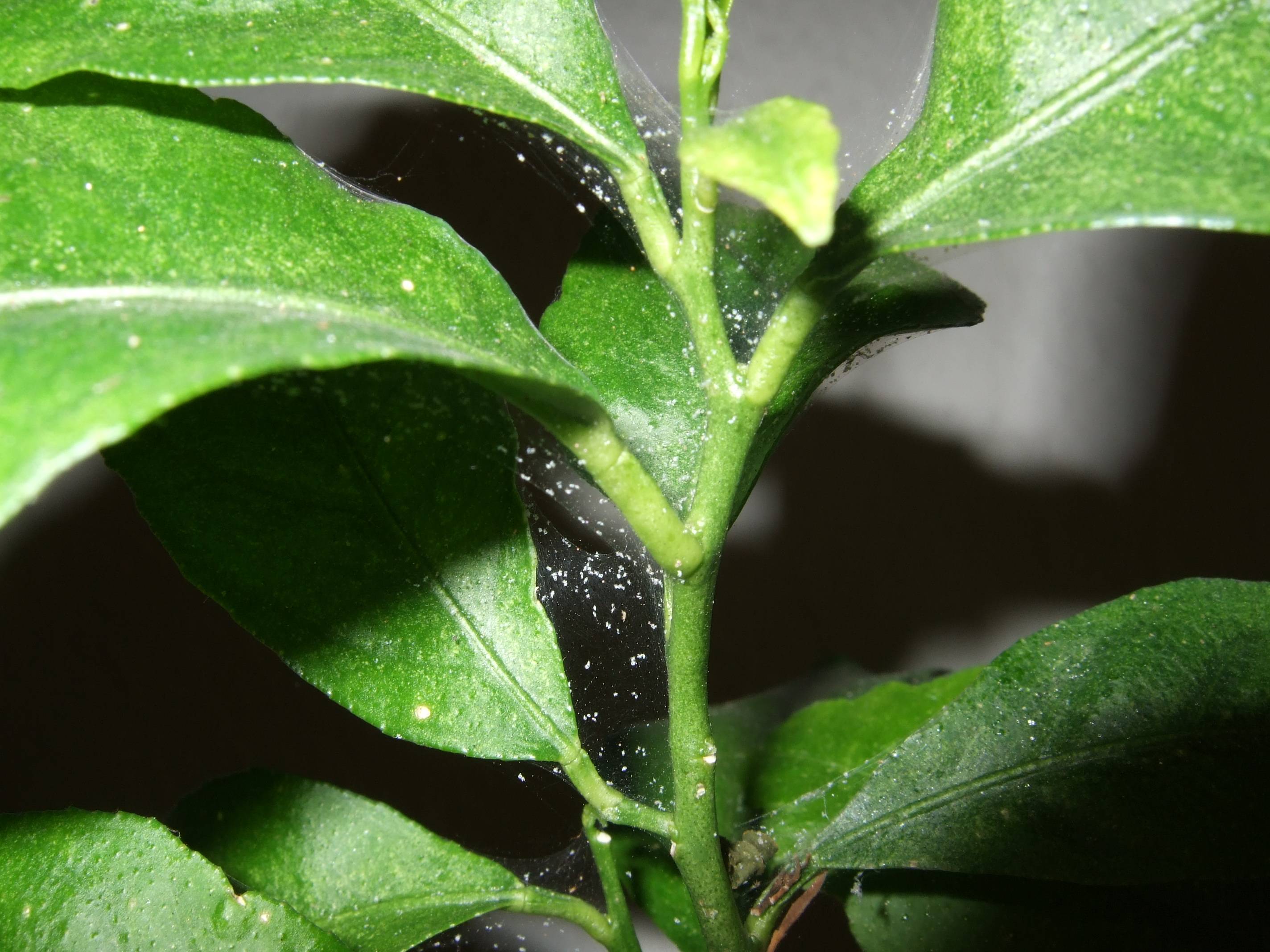 pest control Should I clear my plants of cobwebs