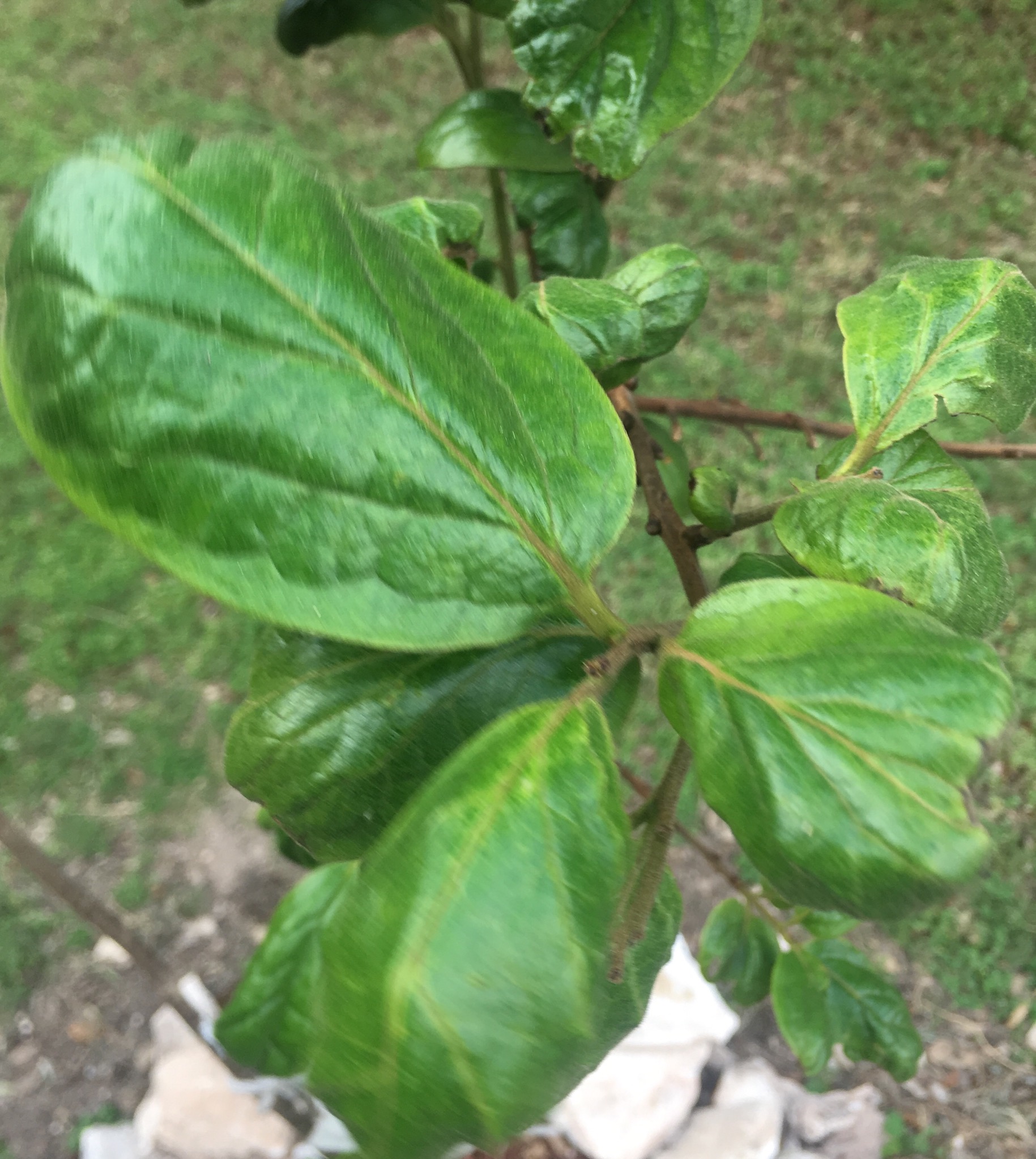Persimmon tree leaves turning black Gardening & Landscaping Stack