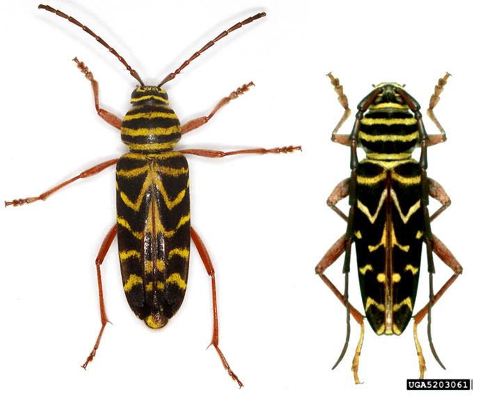 zoology Strange Striped Insect identification (Northern Indiana