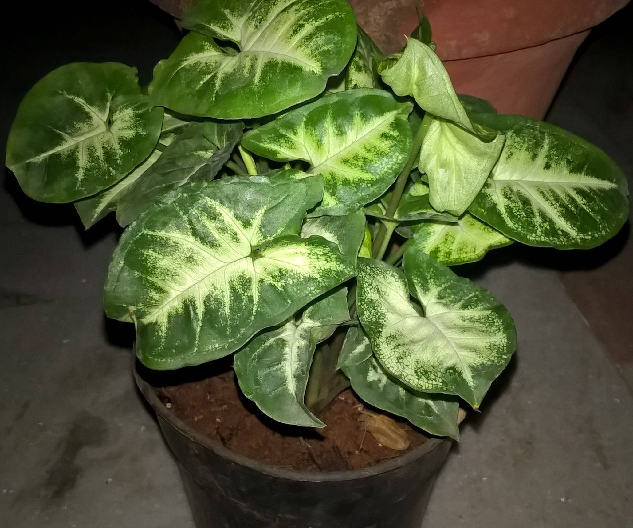 identification what plant/vine is this? Gardening & Landscaping