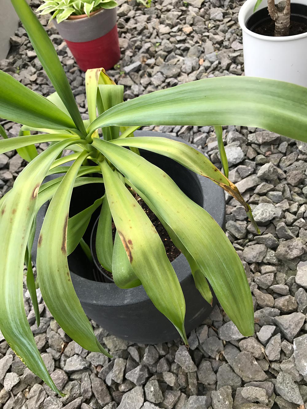 diagnosis Yucca brown mushy spots on the leaves