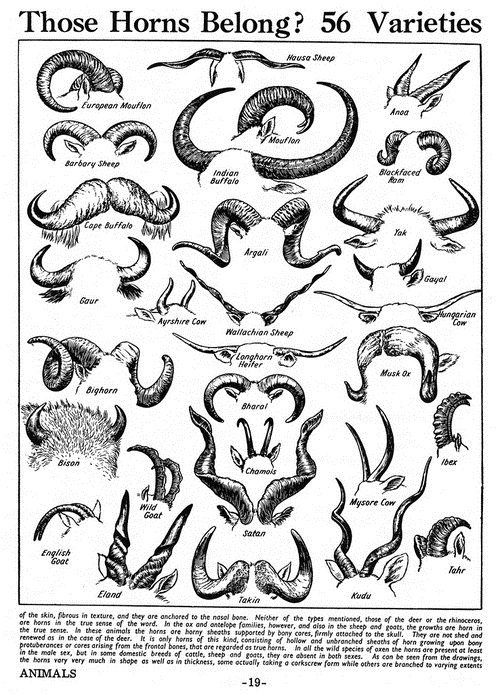species identification Whose horns are these? Biology Stack Exchange