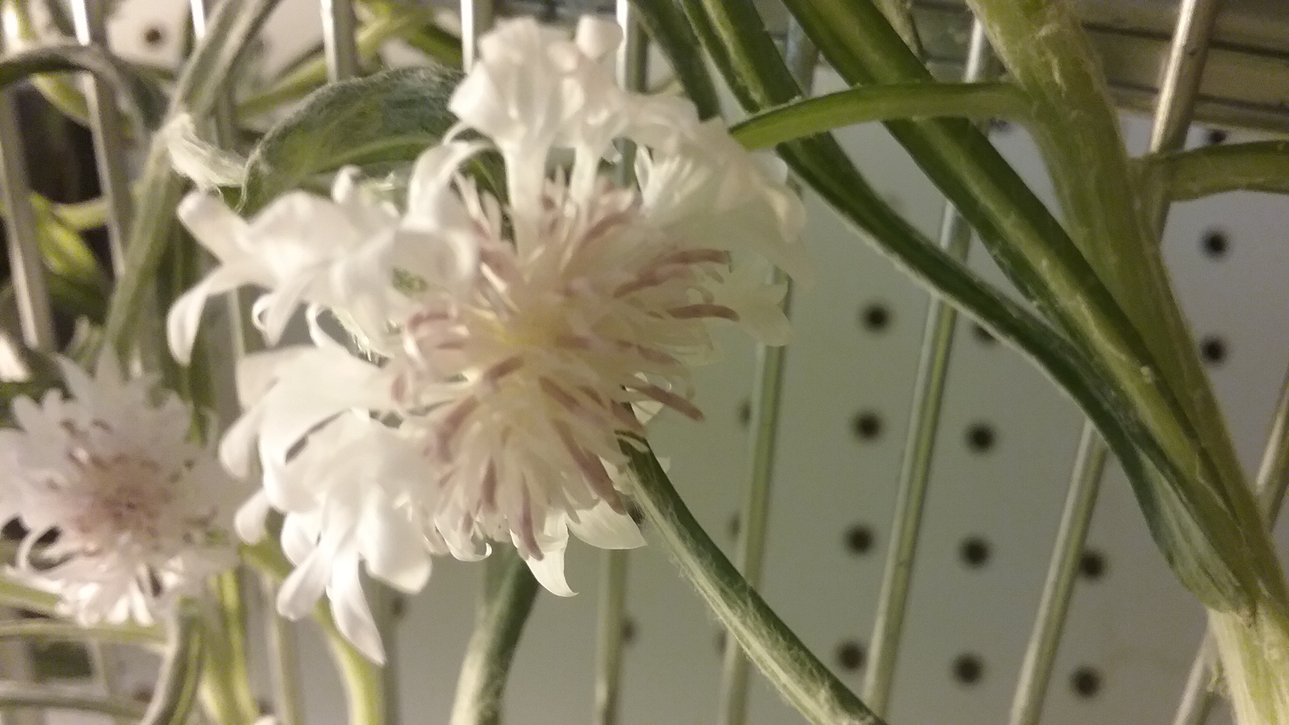 containers Wildflower seeds in a pot Gardening & Landscaping Stack