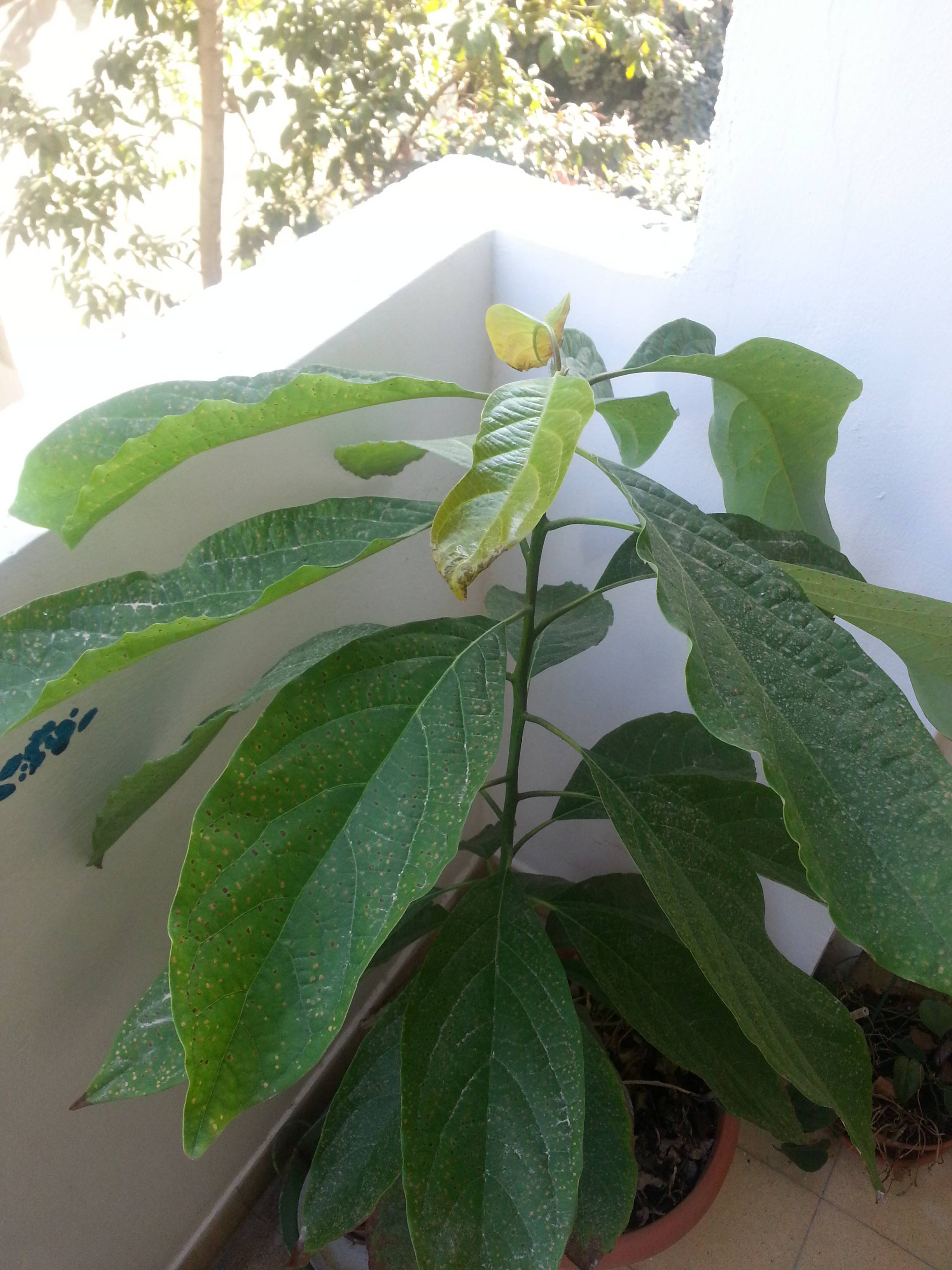 diagnosis What is happening to the leaves of my avocado? Gardening