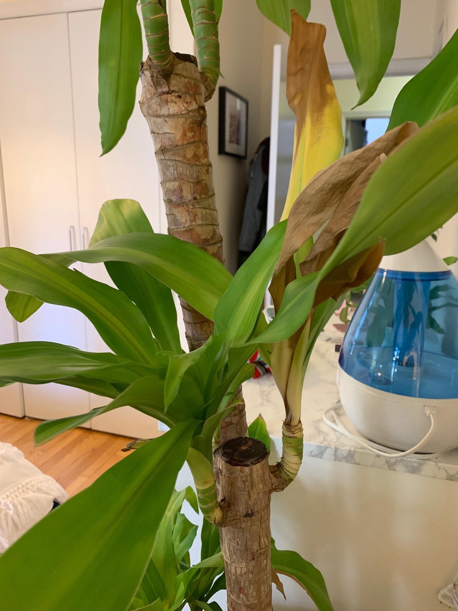 houseplants dracena mass cane is dying... I think? Can anyone give me