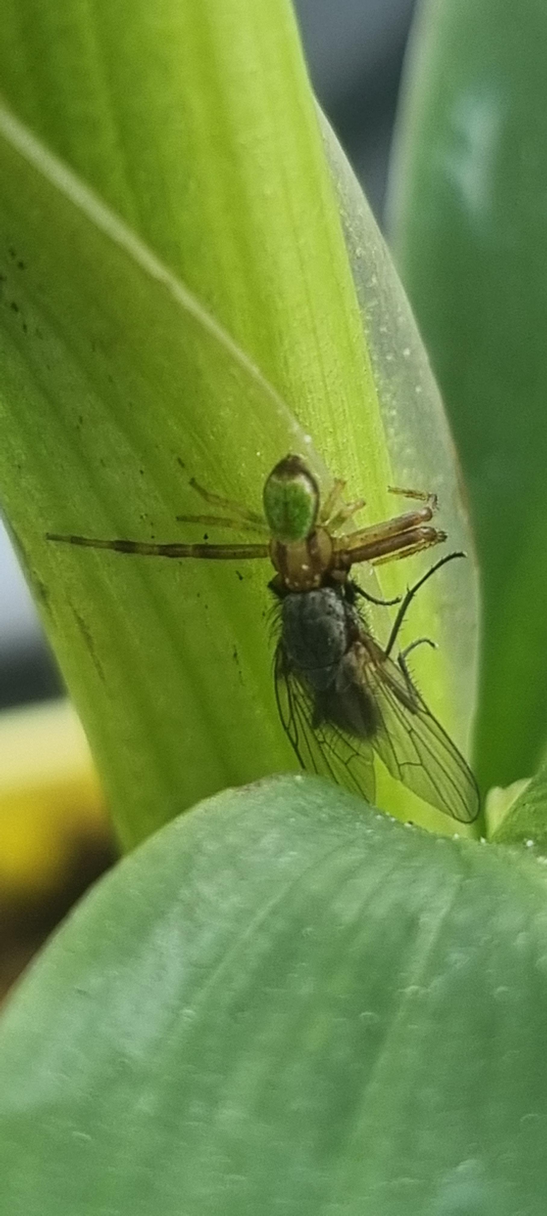 species identification Identify a spider which is consuming a fly Biology Stack Exchange