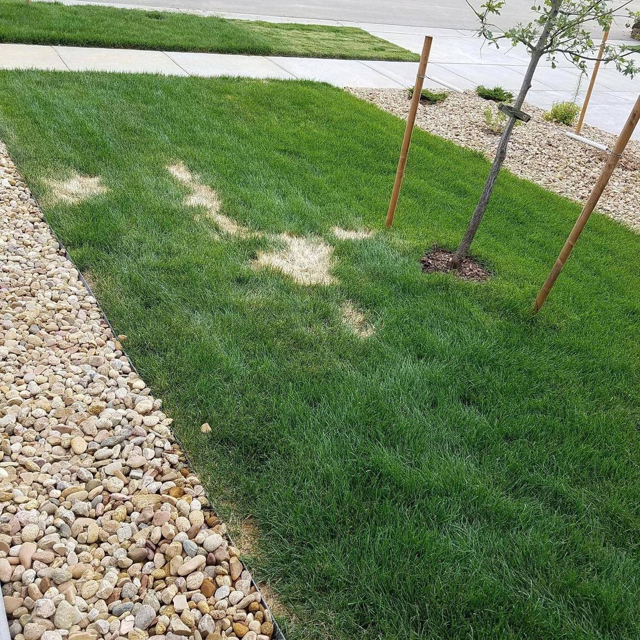 grass Fairly new sod dry spots? Gardening & Landscaping Stack Exchange