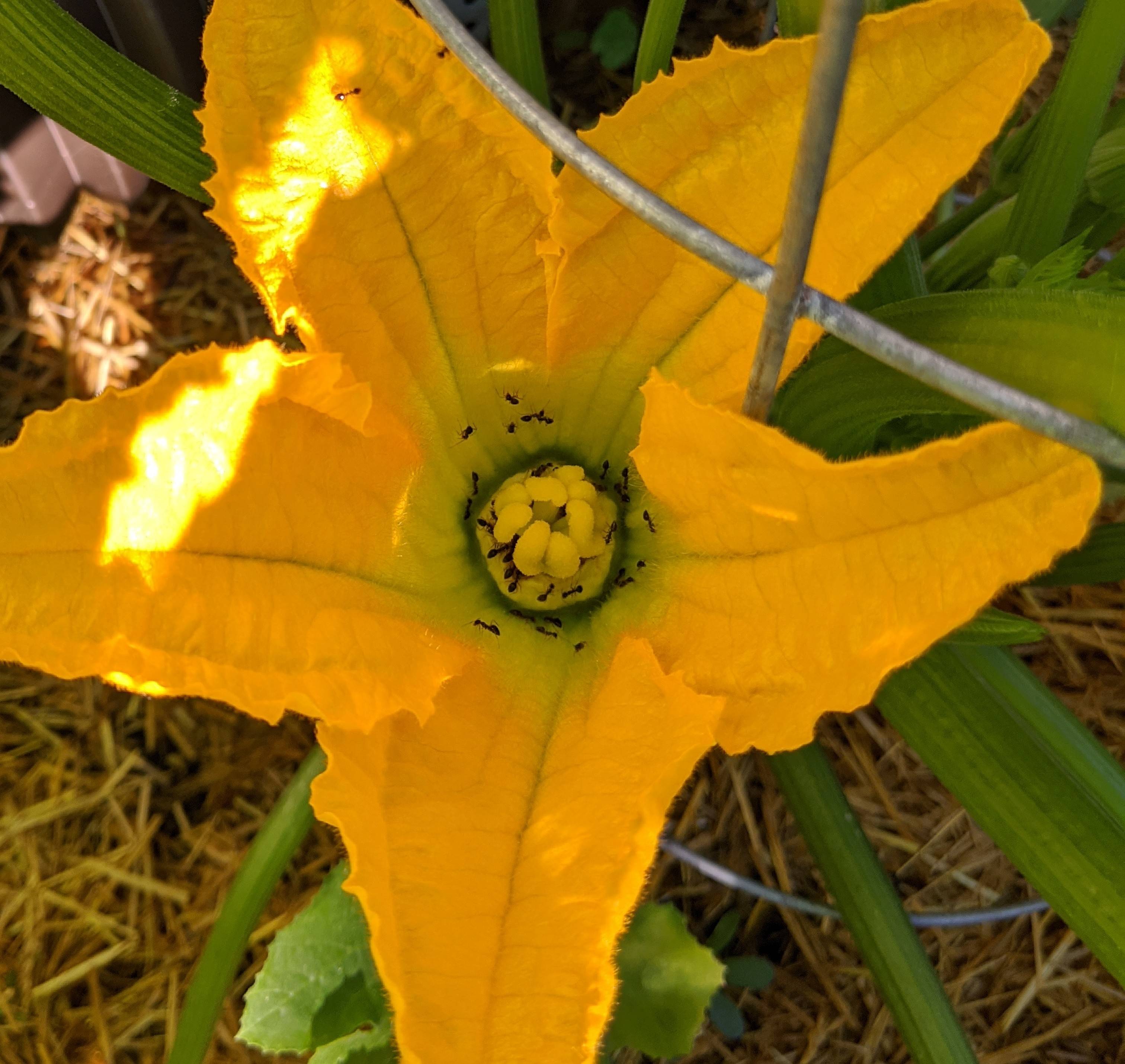 pests Ants on Zucchini flowers Gardening & Landscaping Stack Exchange