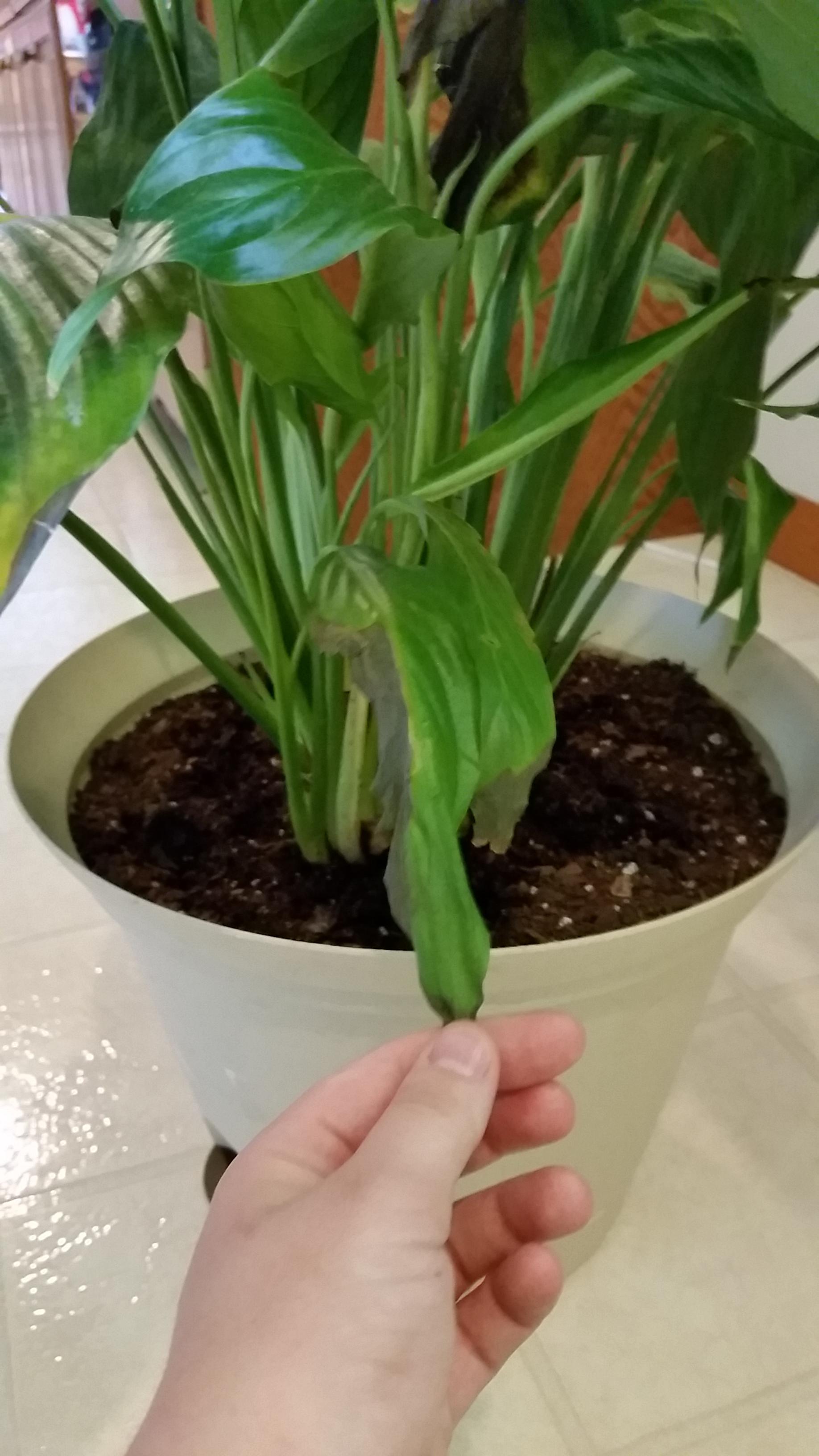 houseplants Why is my Peace lily dying? Gardening & Landscaping