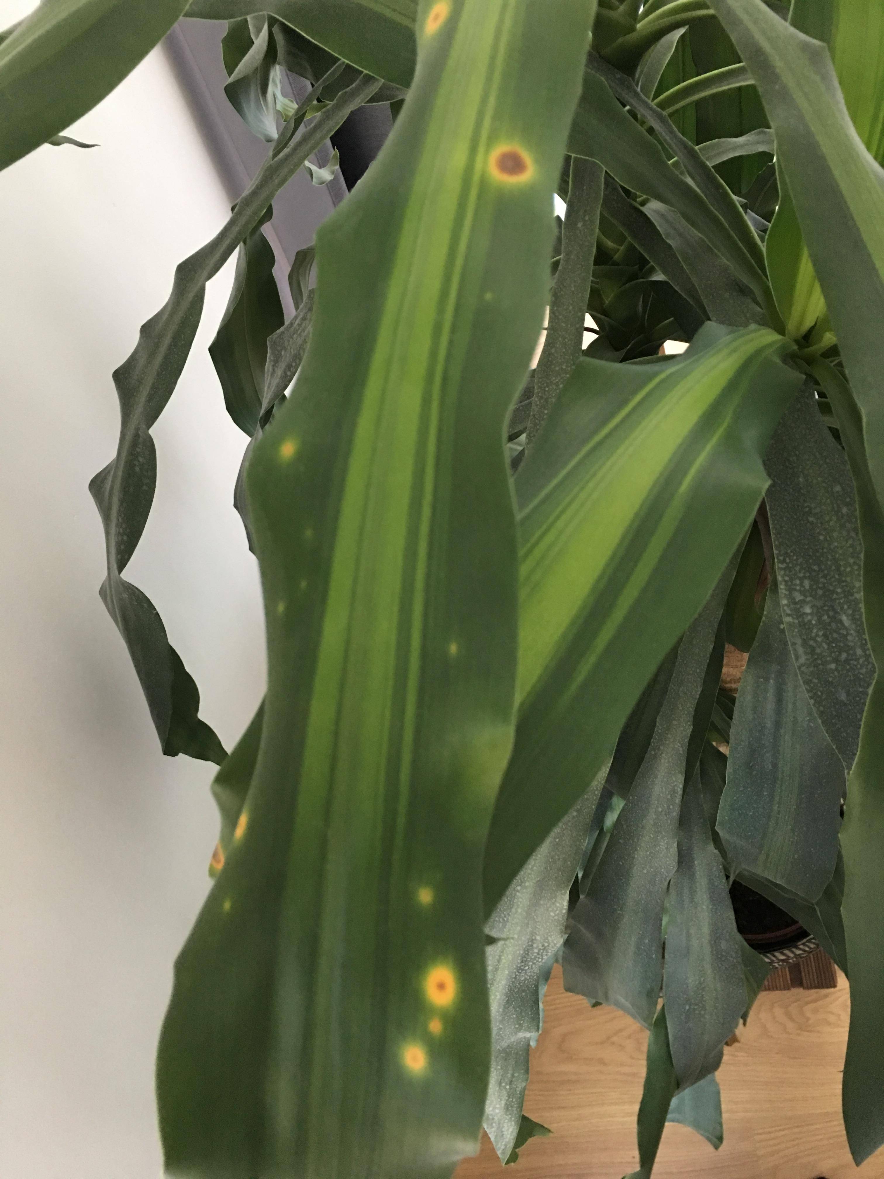 diseases Dracaena Massangeana Leaf spots on new growth Gardening