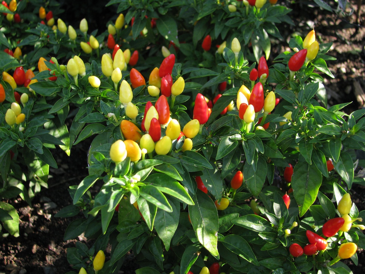 chili Are Ornamental chilies safe to eat? Gardening & Landscaping