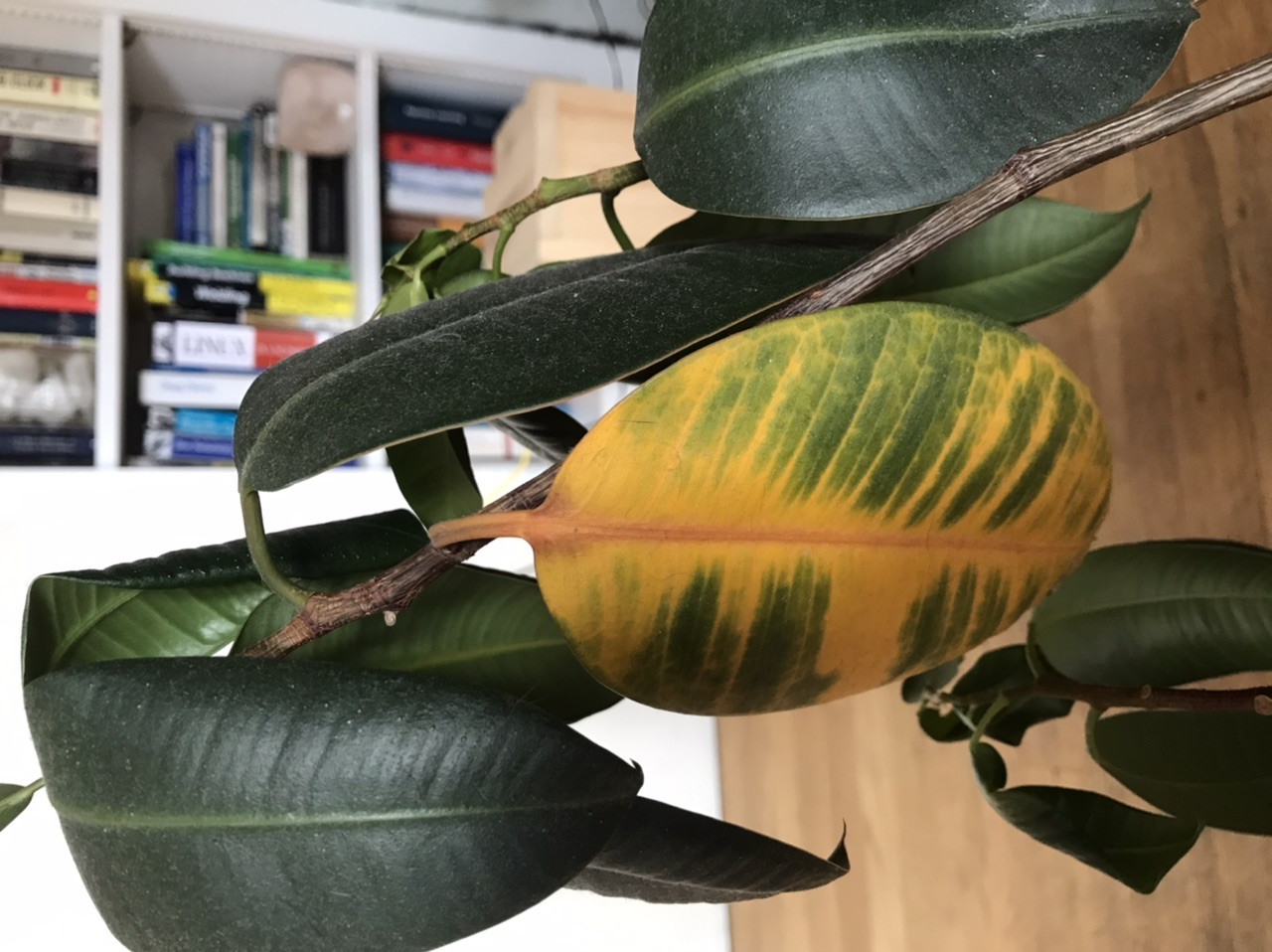houseplants How to help wilted rubber tree? Found on curb Gardening