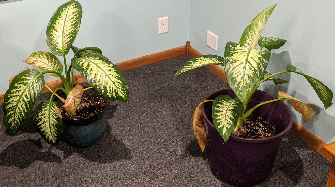 species identification What kind of leafy house plant is this