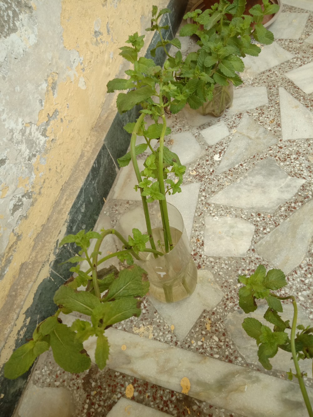 How much sunlight do these rooted mint saplings need? Gardening & Landscaping Stack Exchange