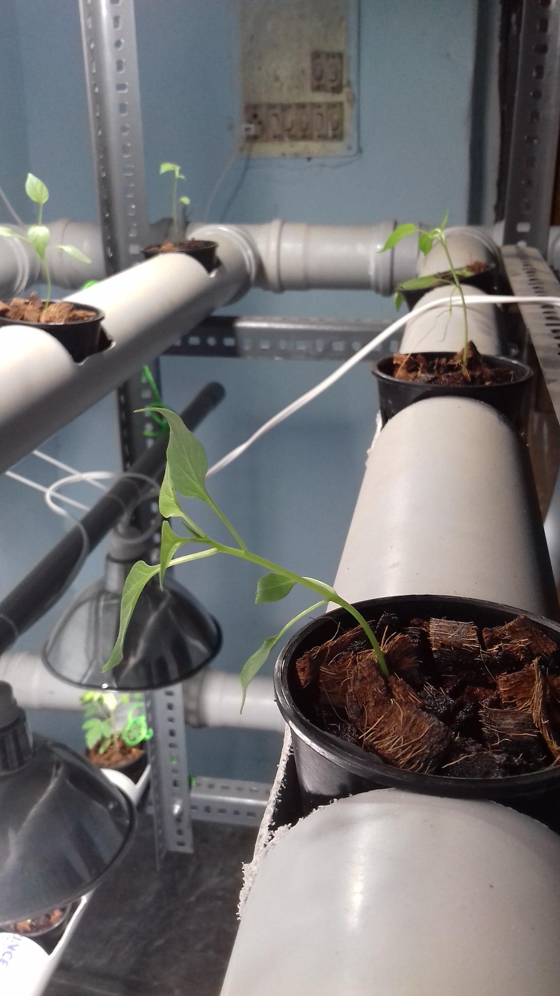 diagnosis Why are my vegetable plants in my hydroponic system dying