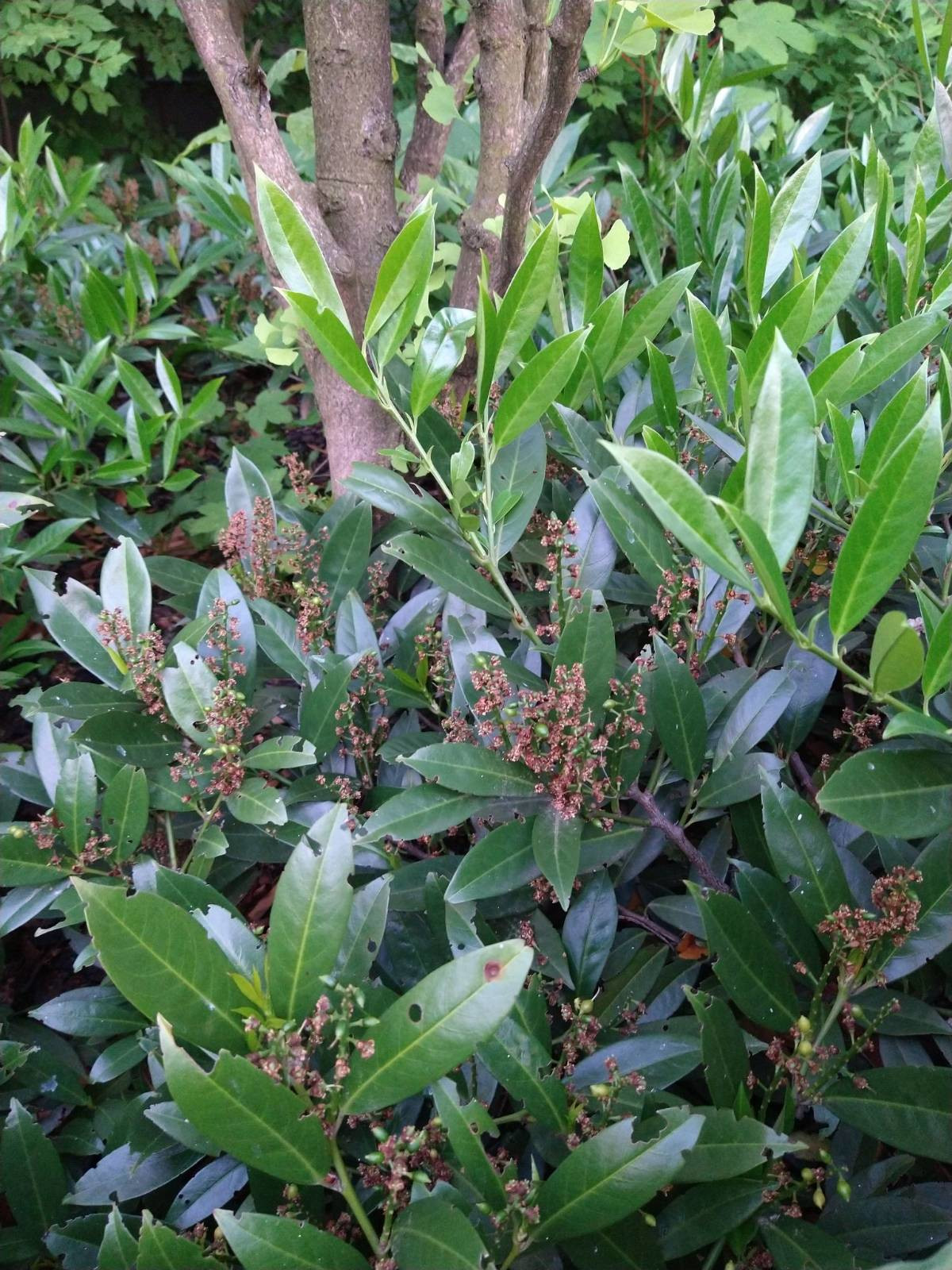 botany - Evergreen ornamental shrub identification - Biology Stack Exchange