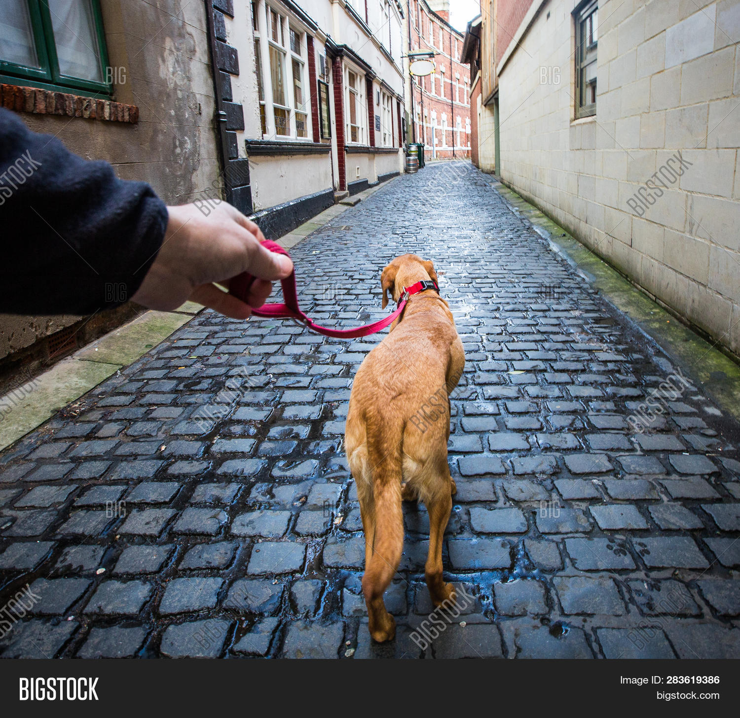 What should I use to discourage my small dog from pulling while walking