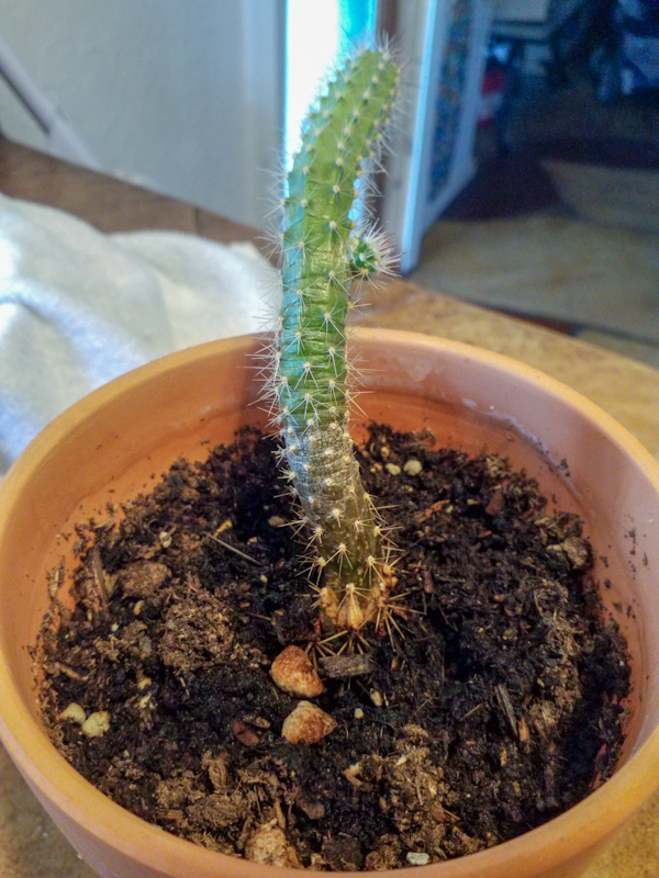 diagnosis My cactus is brownish at the bottom, is it rot? Gardening