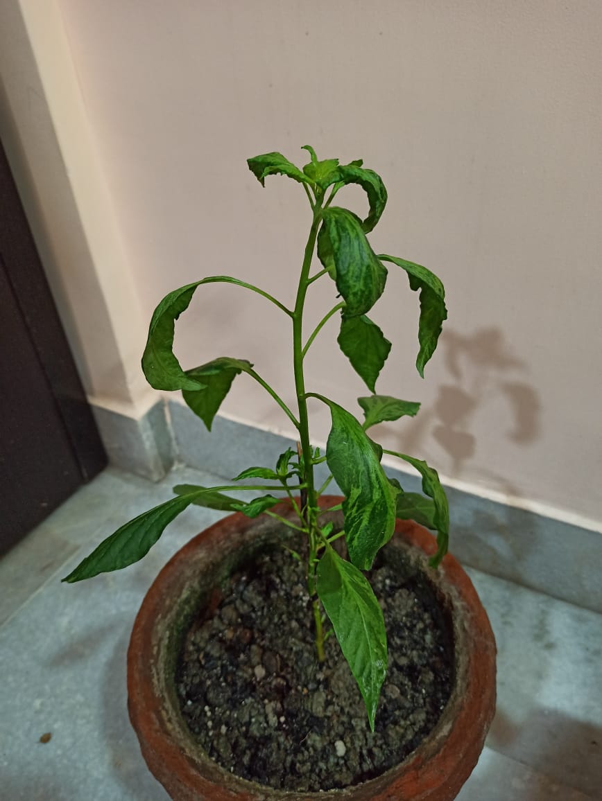 houseplants What is happening to my Chilli plants? Gardening