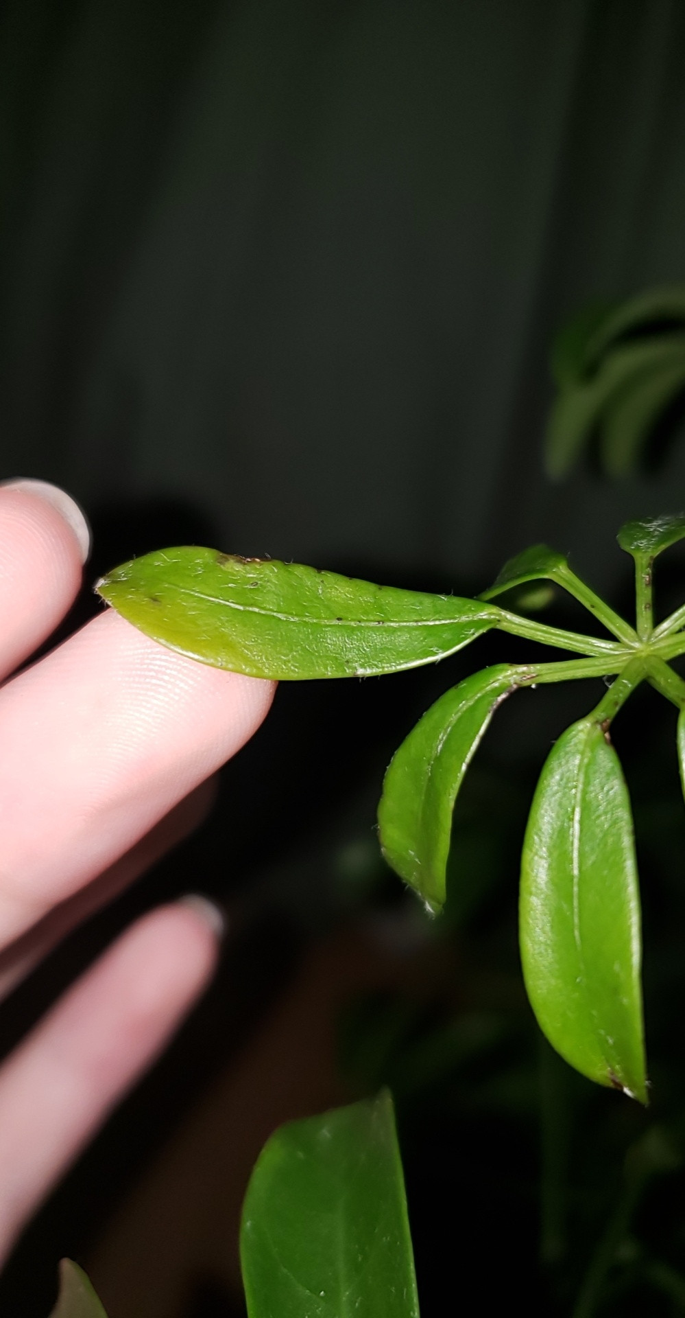 identification Why is the top part of the stem on my umbrella tree