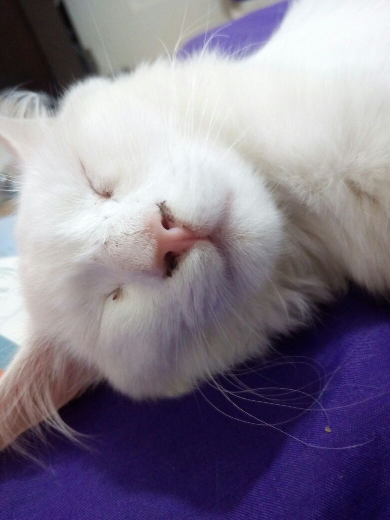 health Does my cat have an infection? Pets Stack Exchange