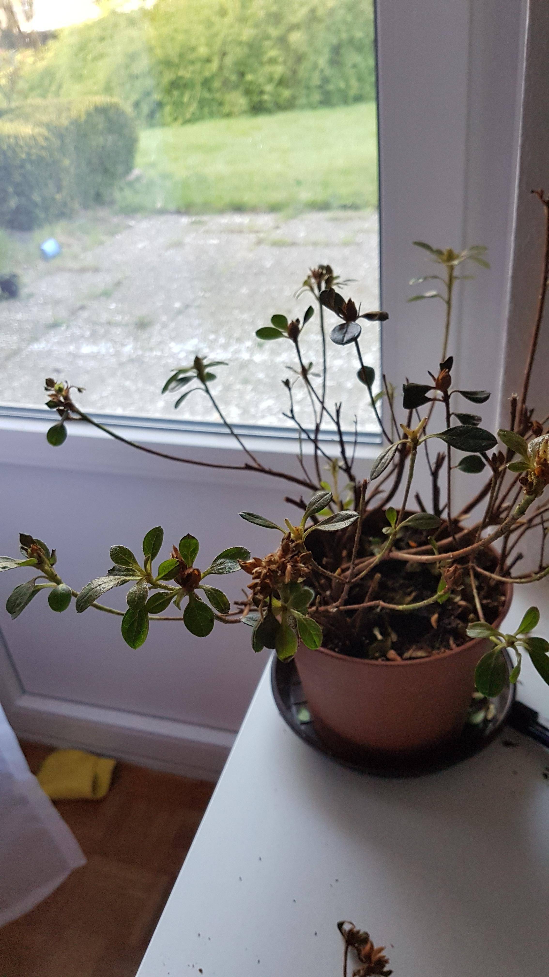 indoors Extreme leaffalling from Azalea Gardening & Landscaping