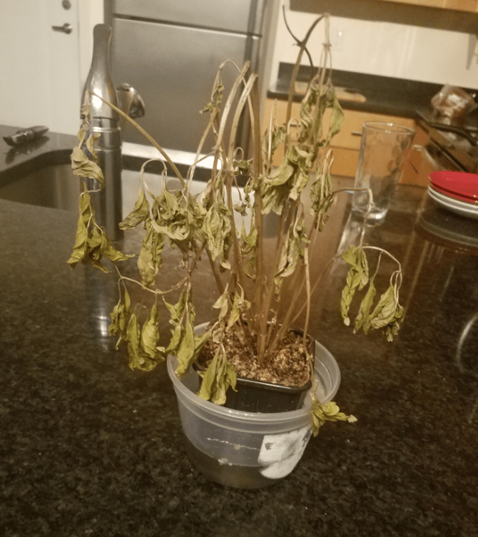 Is my basil plant dead Gardening & Landscaping Stack Exchange