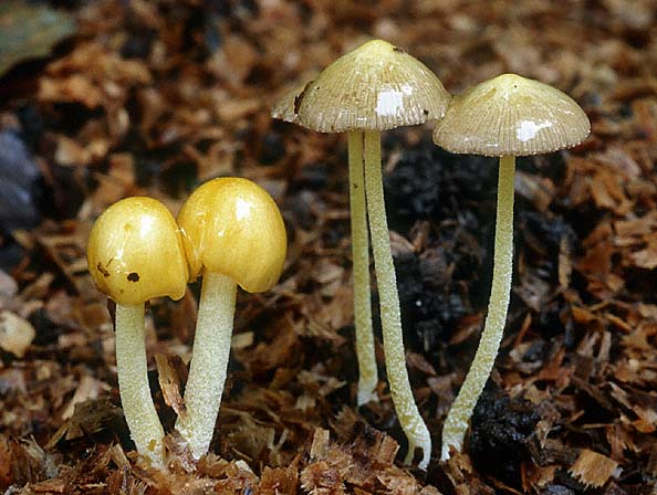 united states - What is this small, bright yellow, mushroom found in