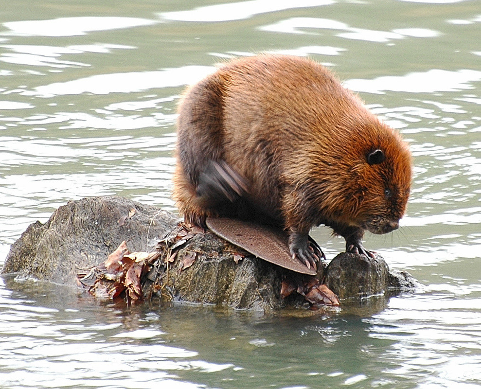 mammals Do beavers' tails hurt from being dragged? Biology Stack