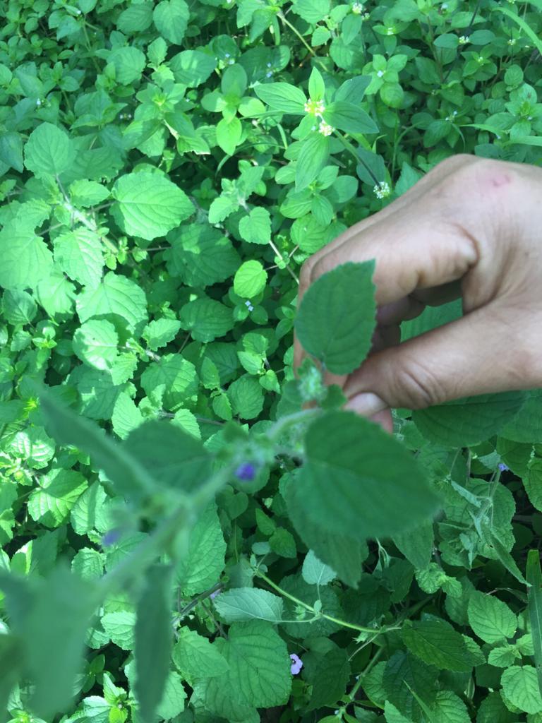 identification Is this a kind of wild mint? Gardening & Landscaping