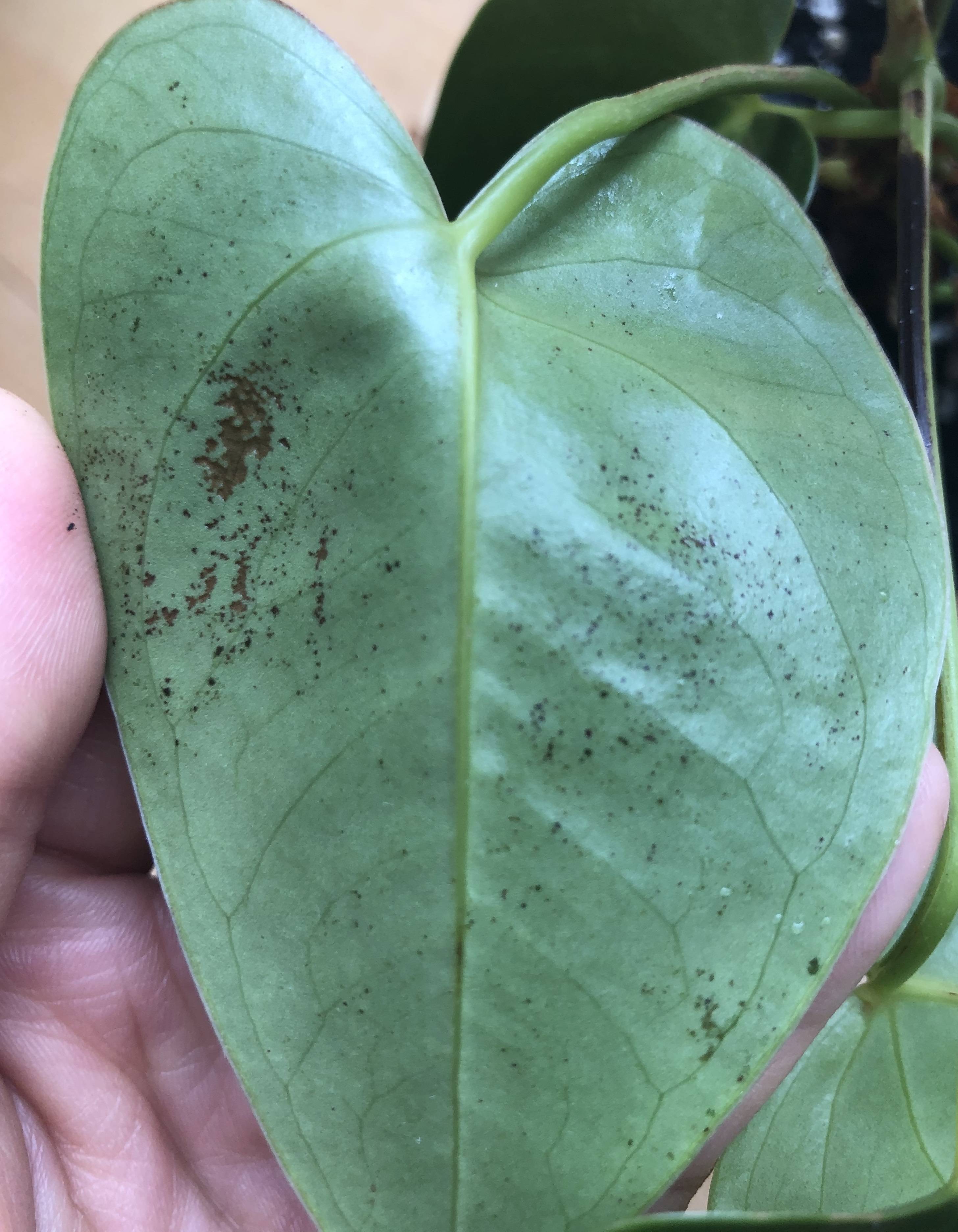 diseases Dark spots on plant with heartshaped leaves Gardening