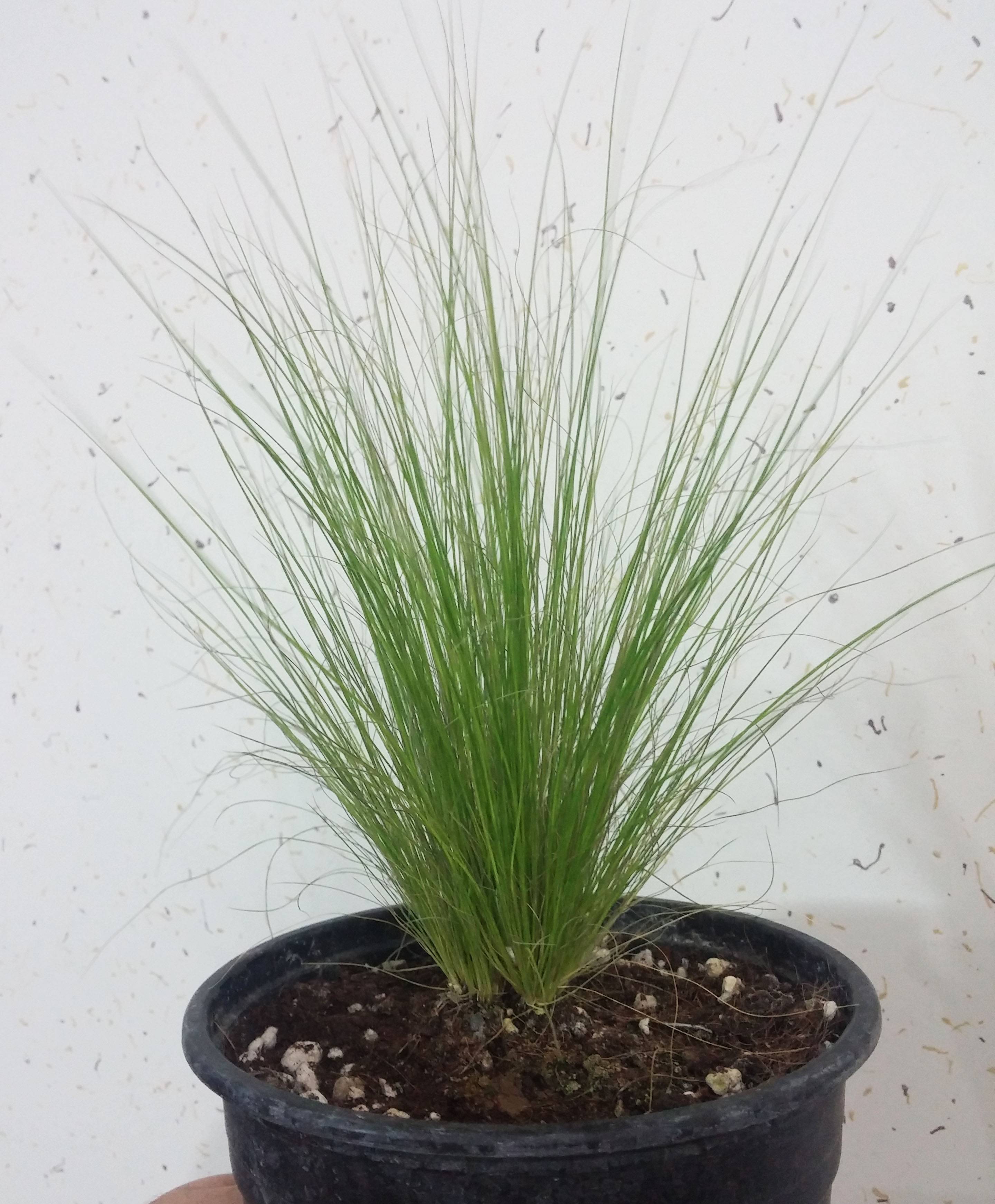 identification What is this grasslike plant? Gardening