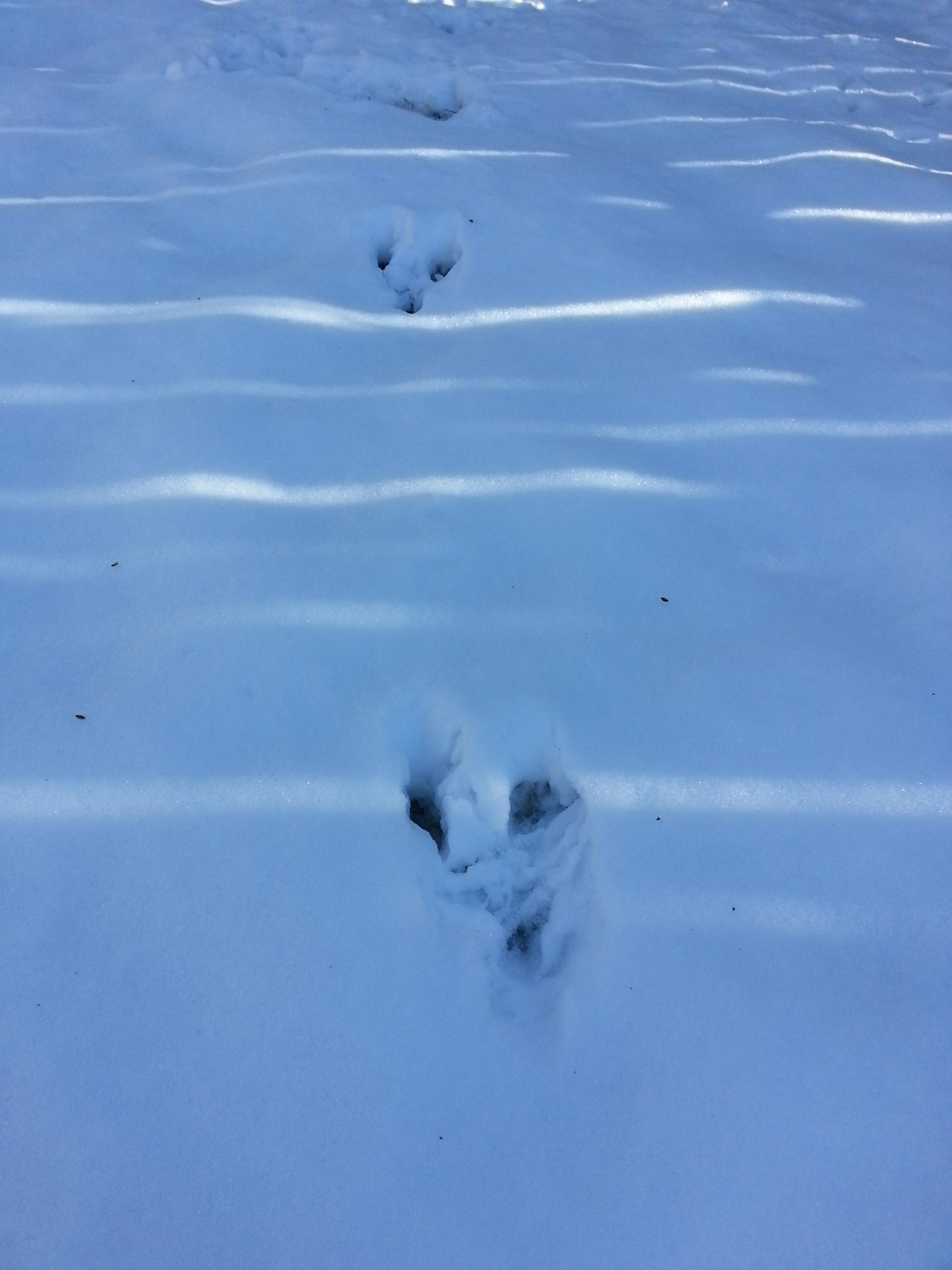 Identification What kind of animal leaves these tracks? Biology