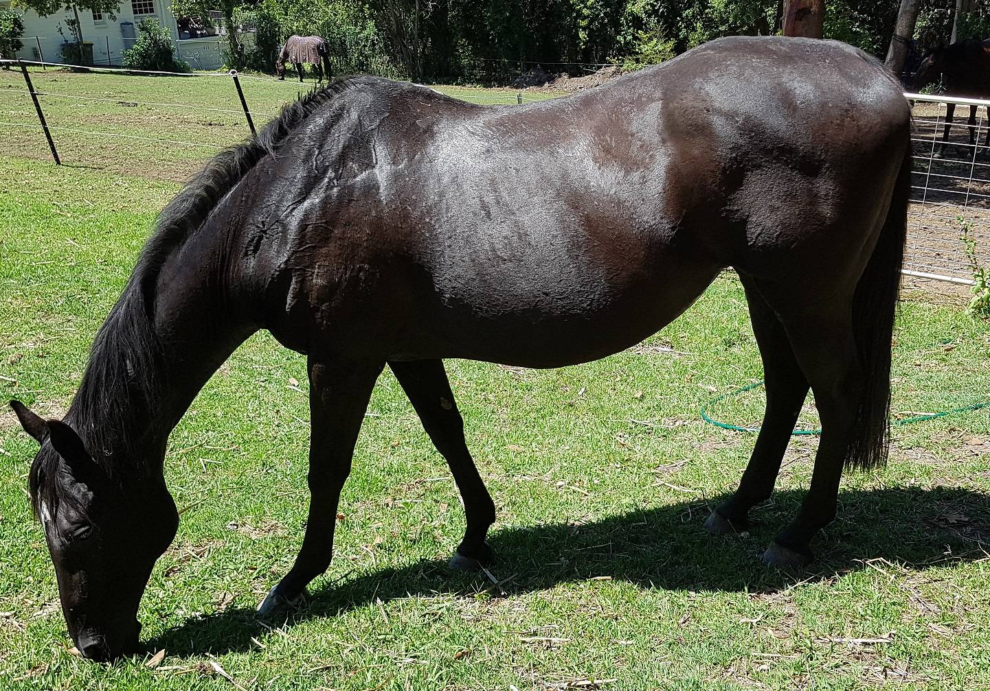 health A good feed routine for a neglected and underweight horse