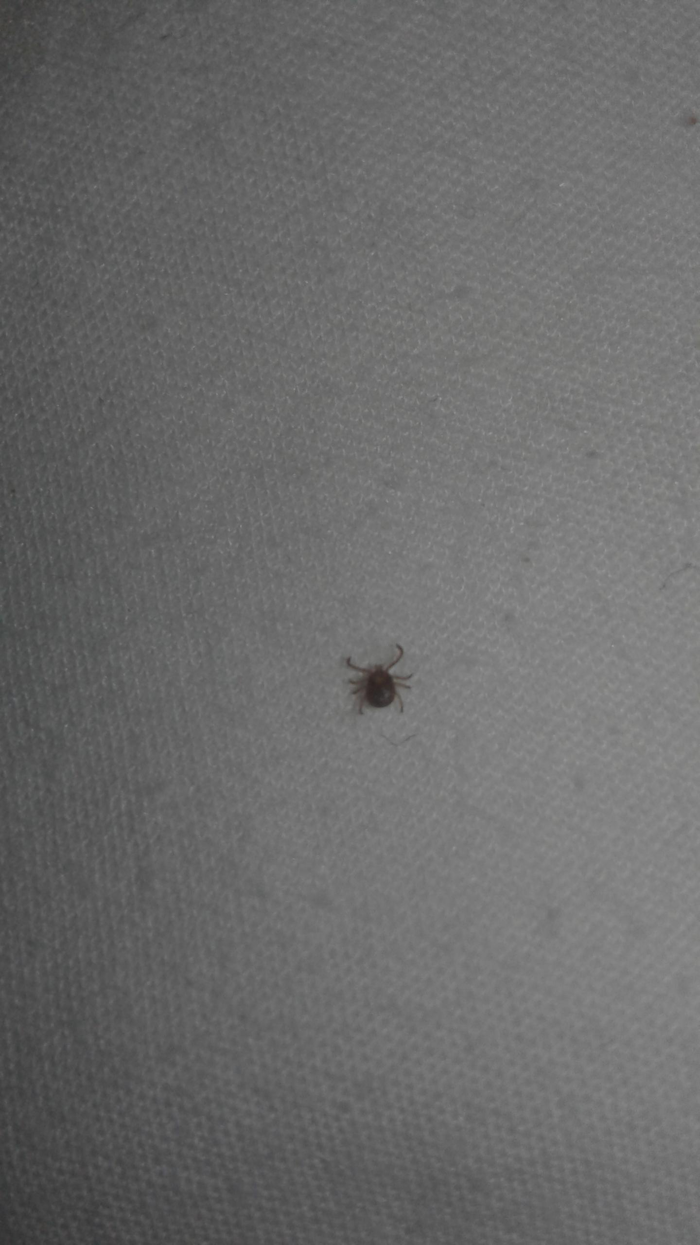 species identification Is this a bed bug? I found it crawling on me